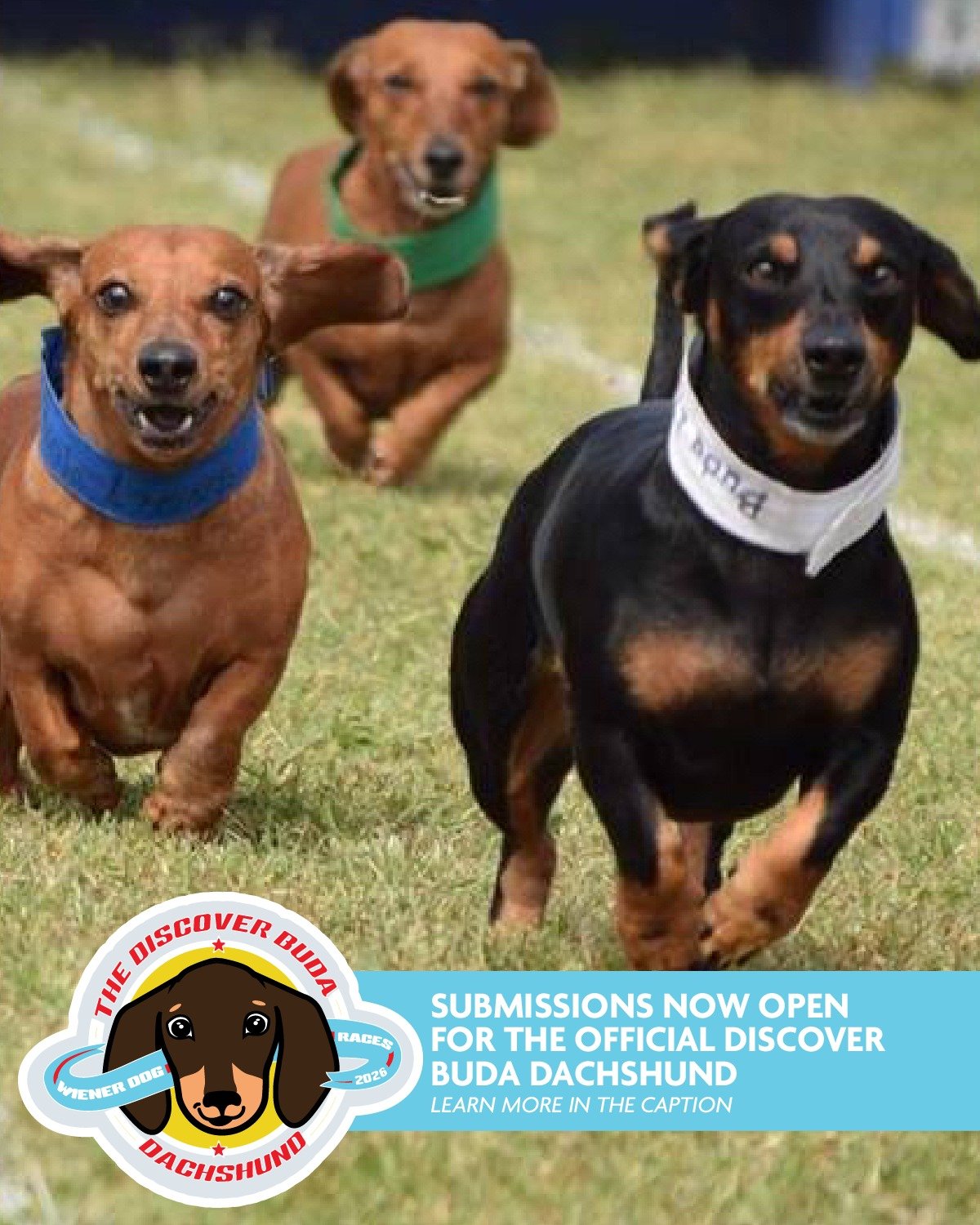 The Buda Lions Club Wiener Dog Races return to Buda City Park April 25&ndash;26, and the Discover Buda Team is looking for one good boy (or girl) to represent us on race day.

We&rsquo;re sponsoring a dachshund to compete as the Official Discover Bud