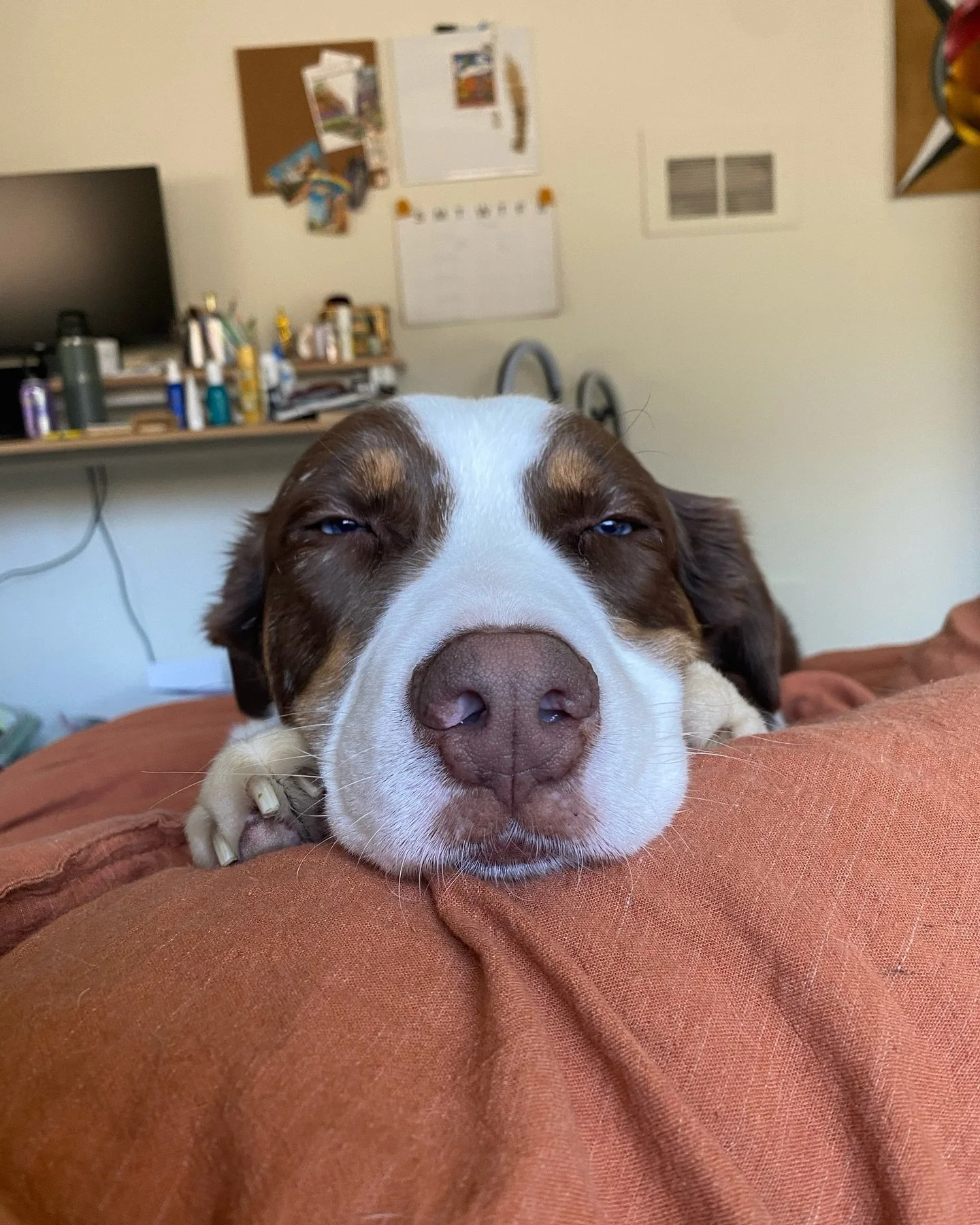 Three years of Tobi!! This dog has my whole heart and he knows it 💛✨☀️ tysm @heartsandbonesrescue 🫶🐾