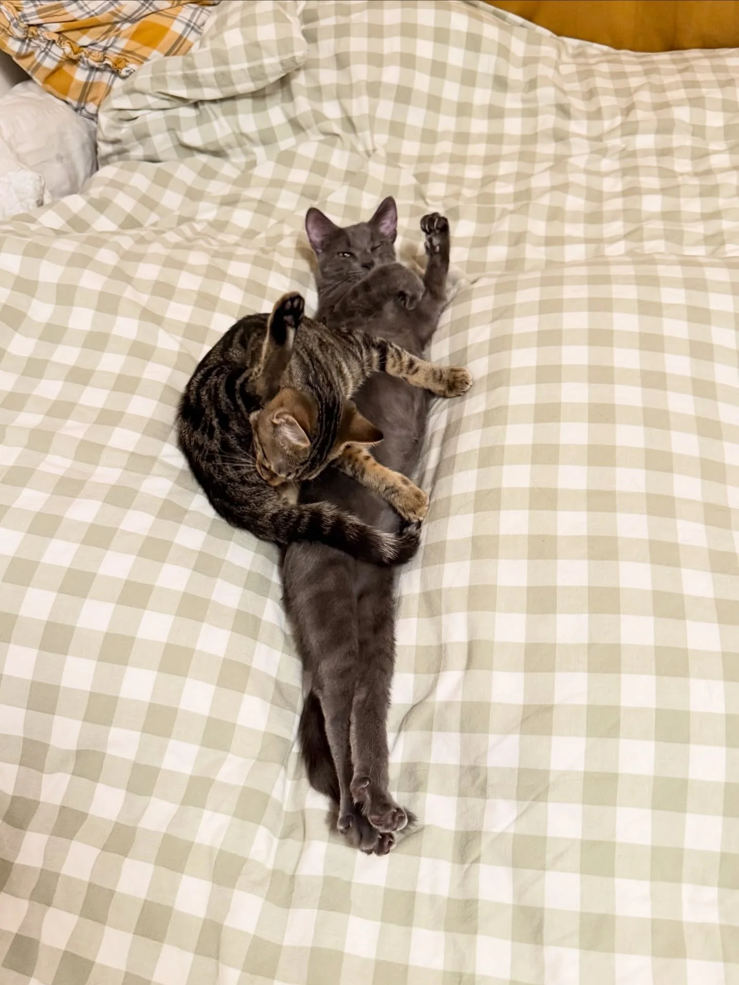 Tag a friend that needs a kitten!! 🐈🐈&zwj;⬛🐈🐈&zwj;⬛🐈🐈&zwj;⬛
🦇Hexa (F- brown tabby) and Pook (M-gray tabby) are available for adoption through Sante D&rsquo;Or in LA! 
💕Some fun facts about them:💕
-they are 9/11 babies 
-they are dog and cat 