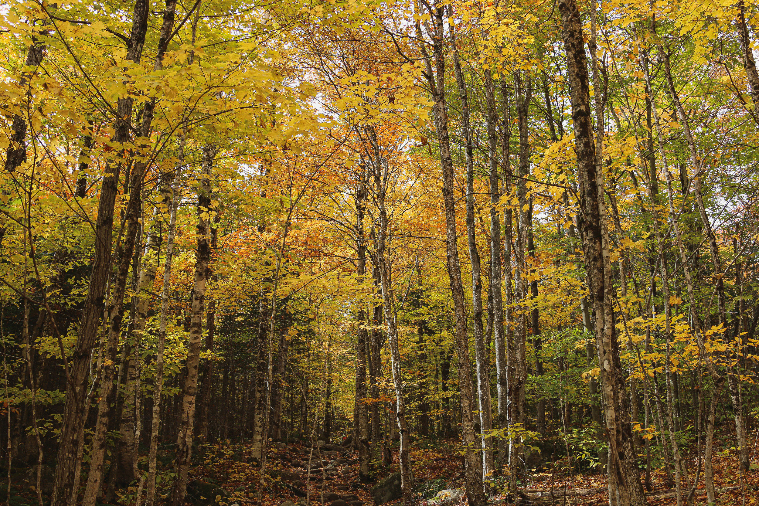 The Nashua Telegraph: LCV Action Fund endorses Annie Kuster for re-election