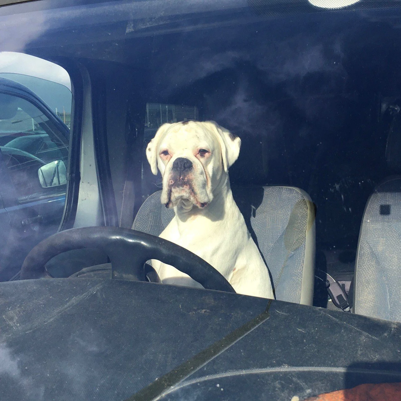 Notes on cars and dogs in Cornwall