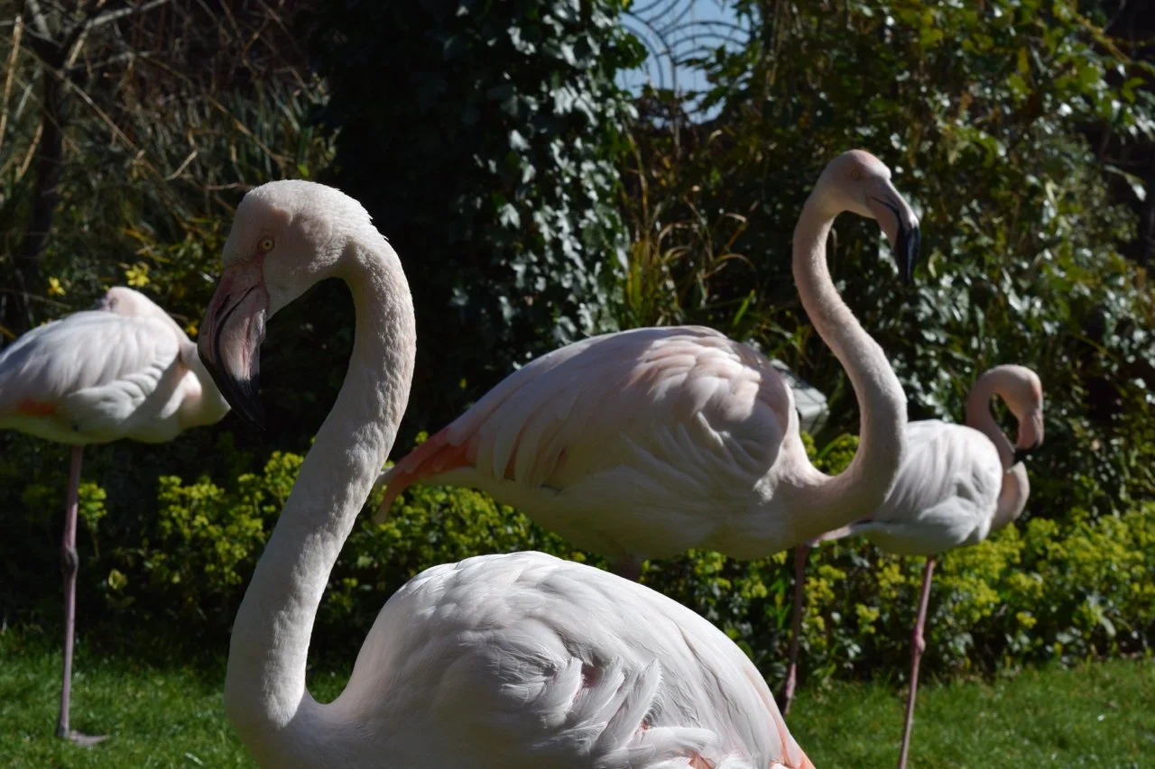 Kensington Roof Gardens