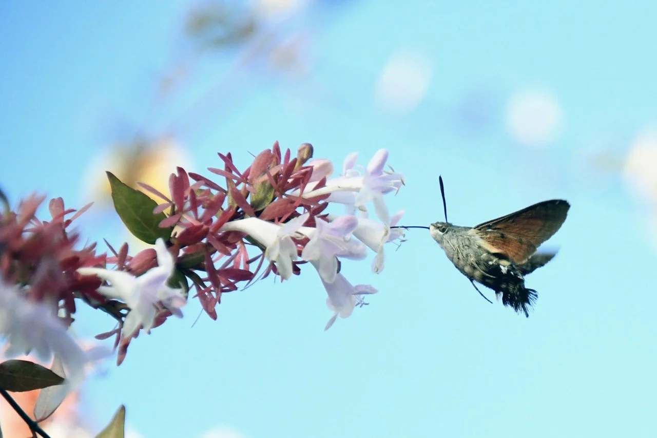 An eclipse of hummingbird hawk-moths