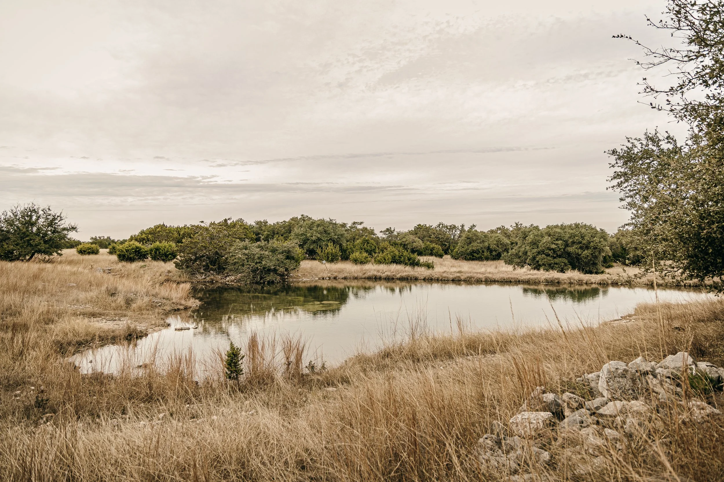 A peaceful landscape with a small pond surrounded by tall, golden grass and green bushes, under a cloudy sky.