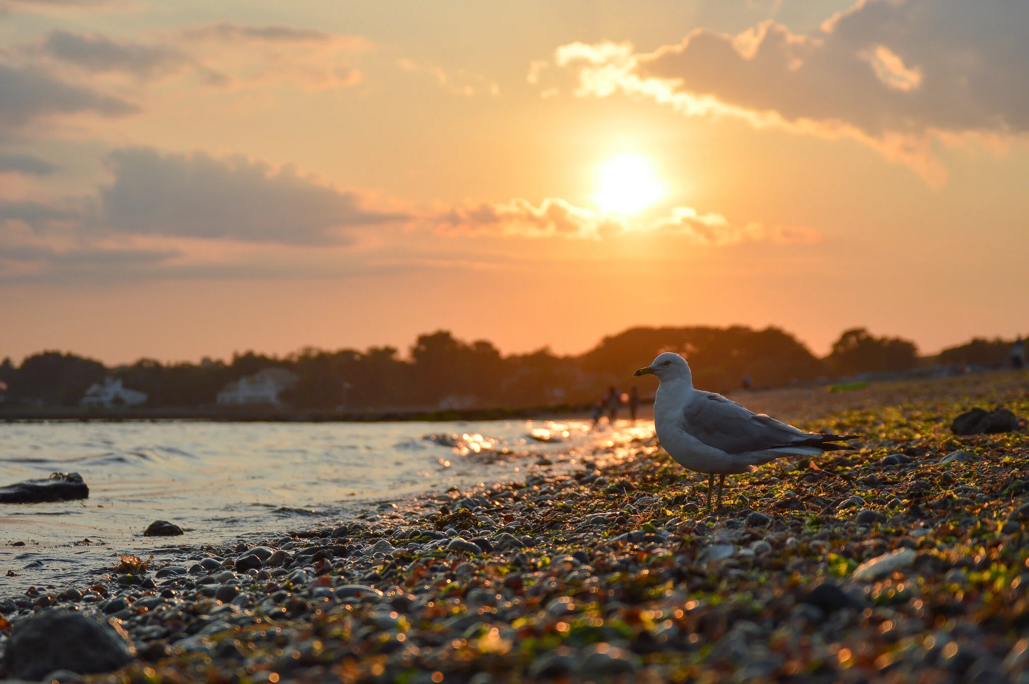 DSC_0786.jpg