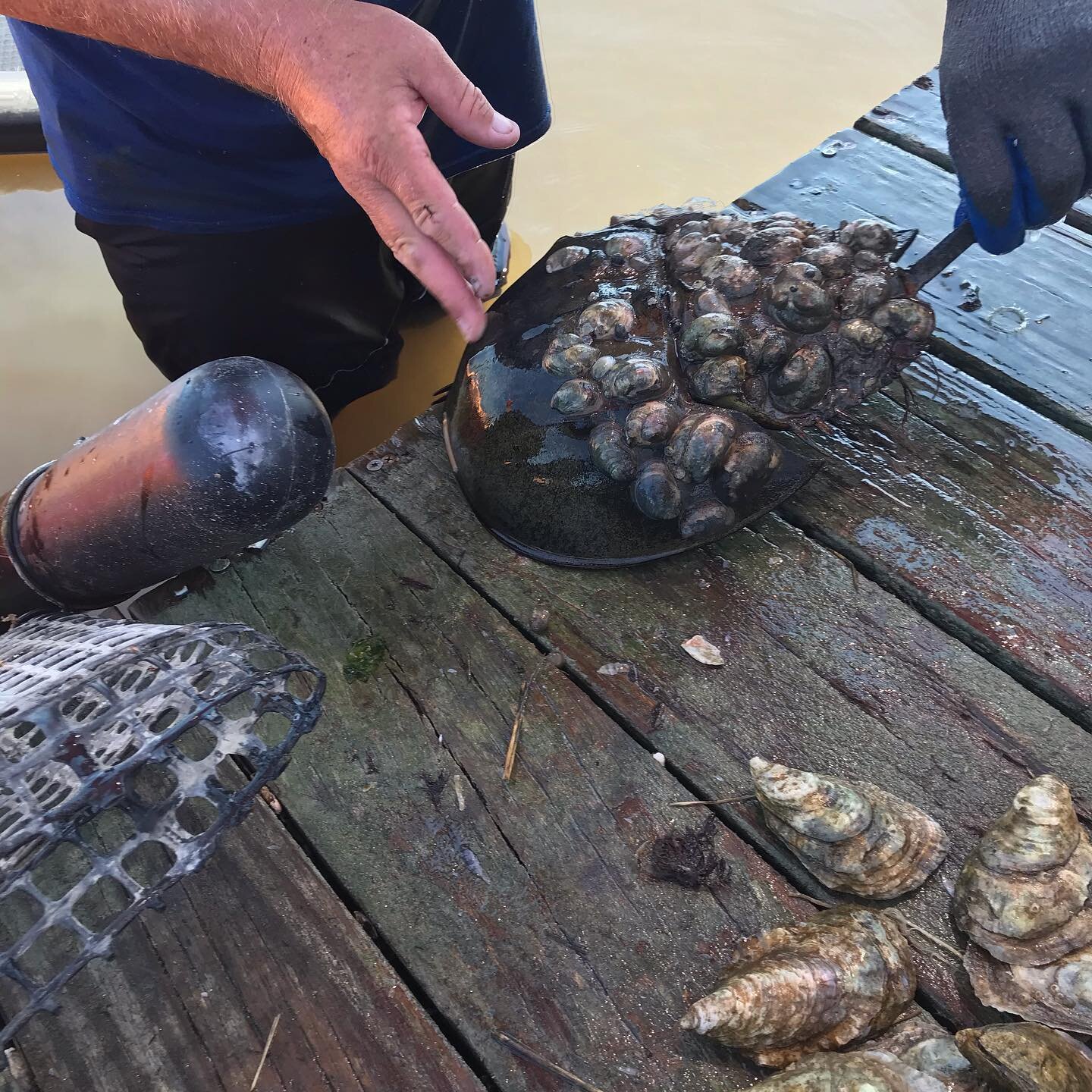 I&rsquo;m going to believe Keith the next time he says there&rsquo;s something big touching his foot in the water 😂 At first glance you might think those are oysters growing on the back of this horseshoe crab but they are another type of shellfish c