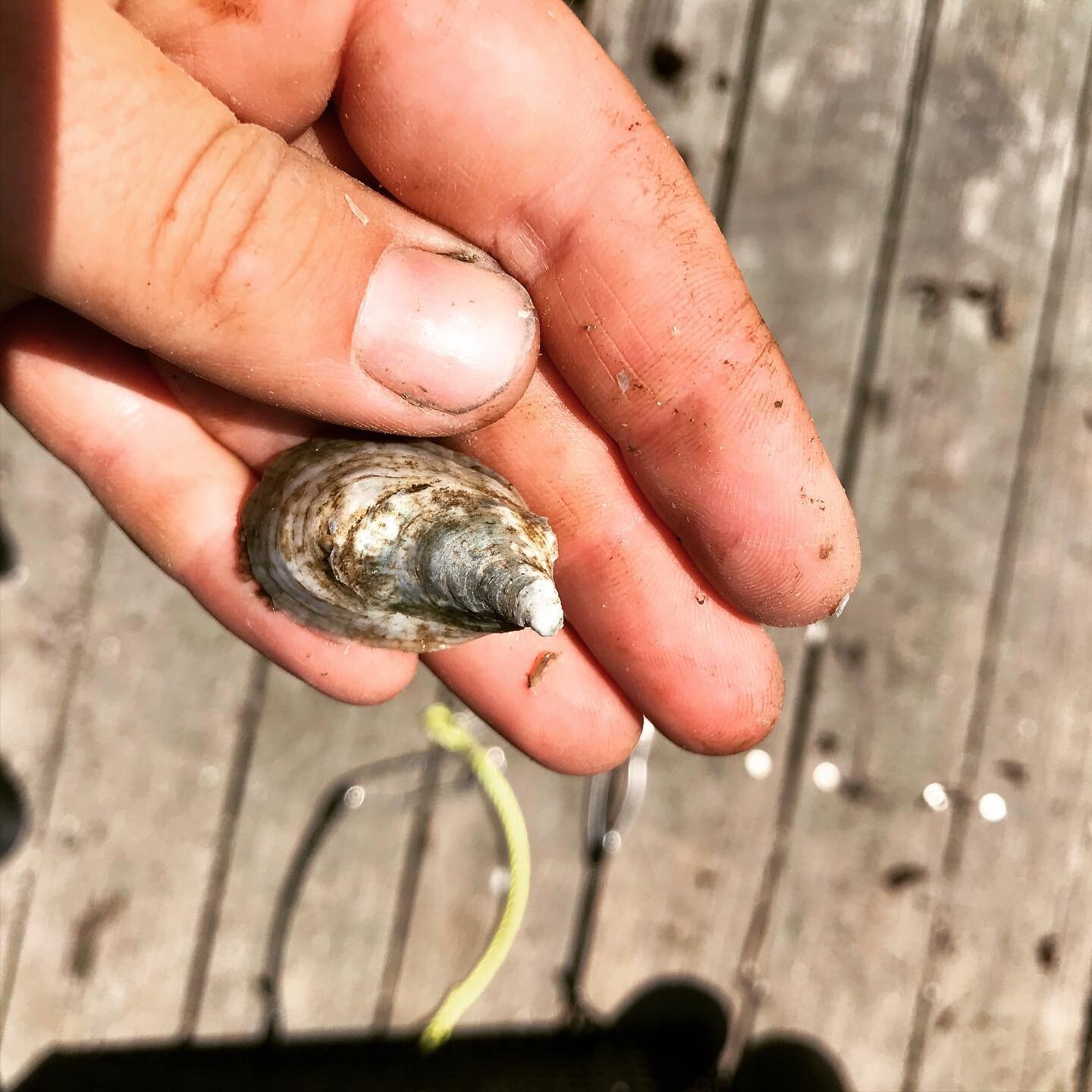 These oysters were roughly the size of a sunflower seed back in May...check out that growth!