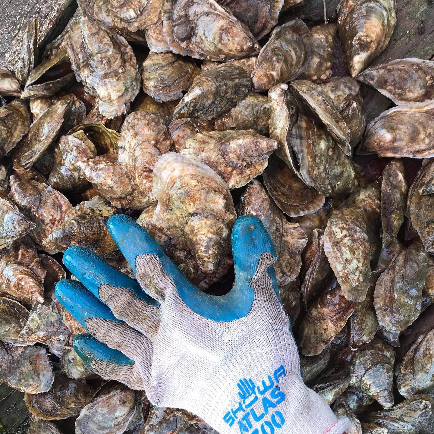 Handpicking oysters for tomorrow... don&rsquo;t forget to get your curbside pickup orders in tonight for Wednesday pickup!
#oysters #oysterfarming #iloveocnj #oceancitynj