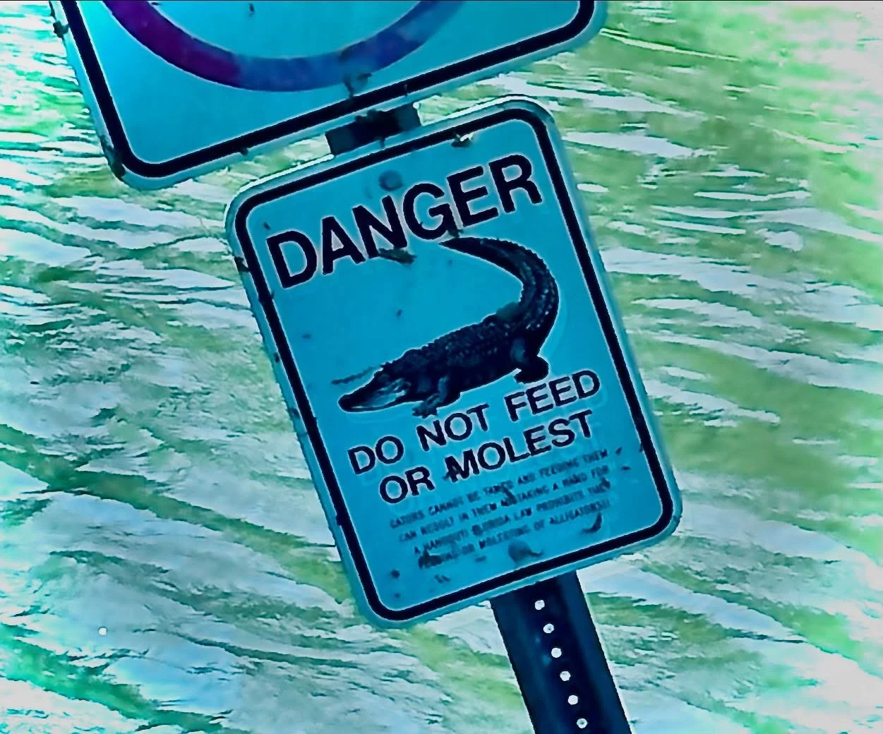 🐊We might need these signs for humans&hellip;🖤. 

🐊The &ldquo;Do Not Molest Alligators&rdquo; signs are commonly found in Florida and other areas with alligator populations. 

🐊The term &ldquo;molest&rdquo; in this context means to bother, harass