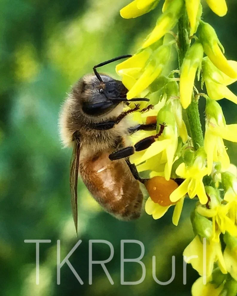Triple K Ranch honey bees can&rsquo;t wait for Spring! This 2017 bee photo shows pollen being collected from the Honey Locust Tree bloom. Visit TKRBurl.Etsy.com to see our other ranch hobbies!