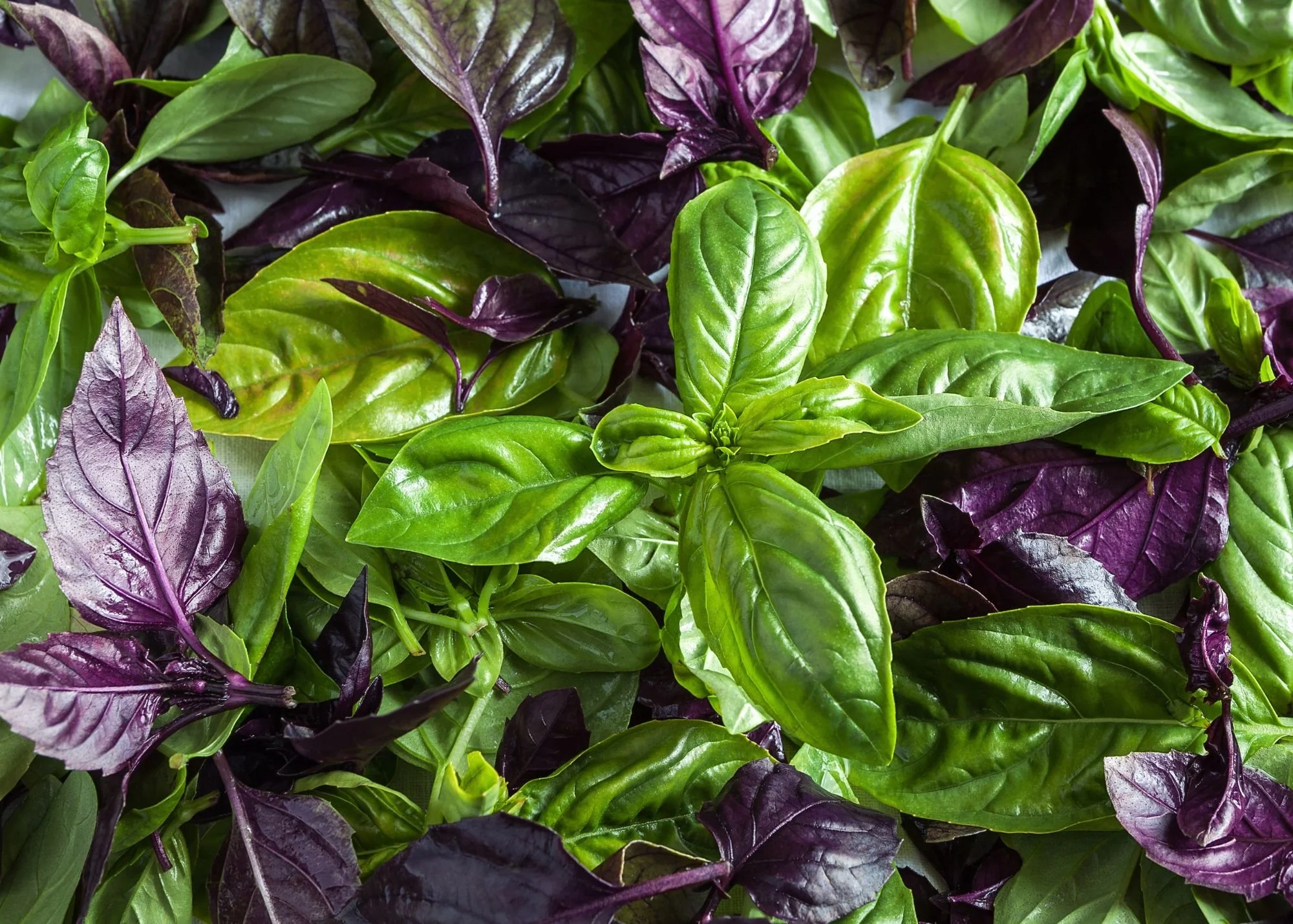 Basil Source Delicious Basil Recipes: Fresh Ideas for Cooking with Basil | Easy ...