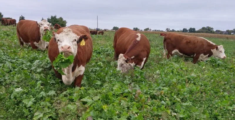 Avoid Overgrazing: Tips for Healthy Pastures and Livestock — USA ...