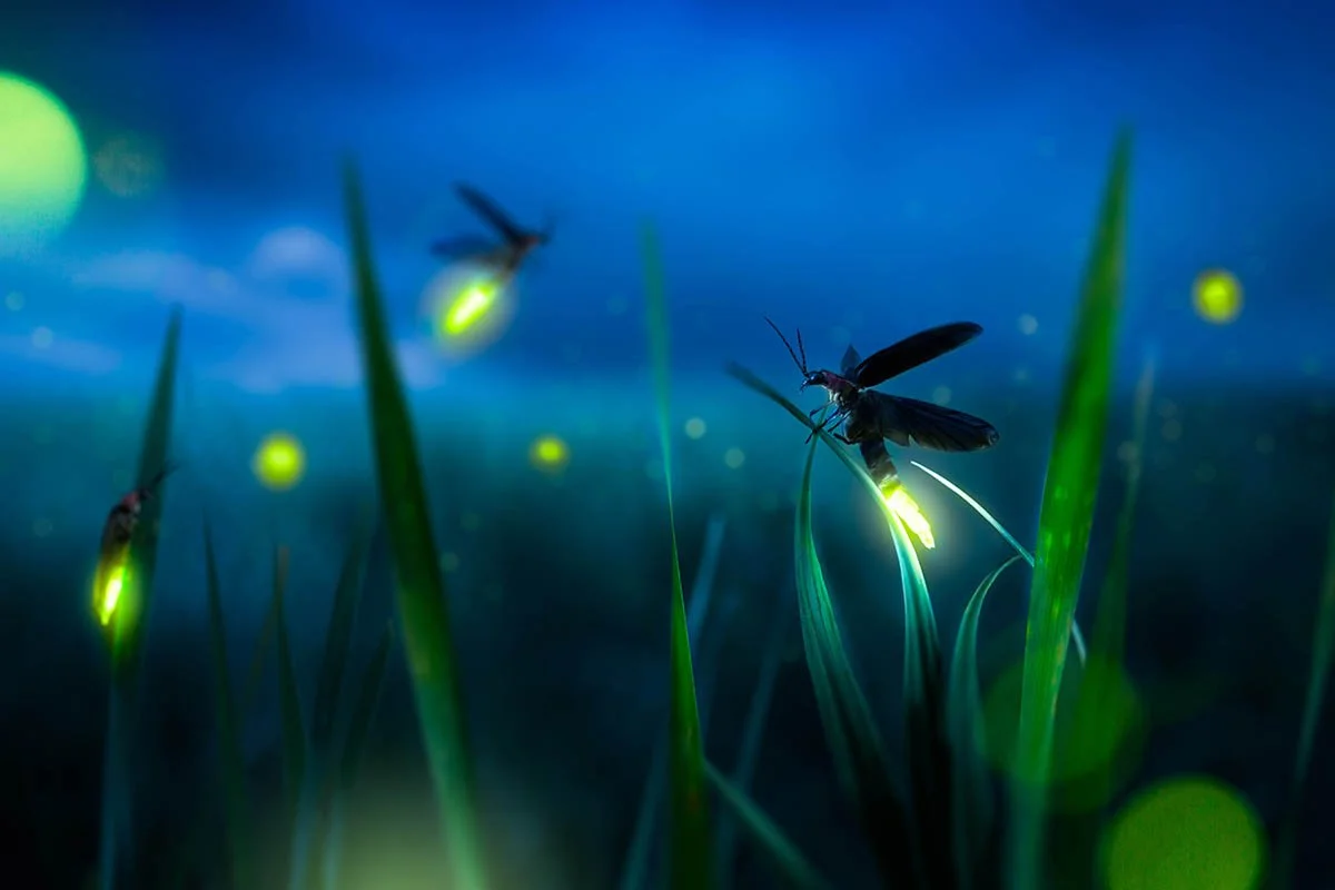 What do fireflies eat?