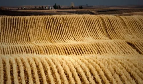 Row-Cropping Regeneratively — USA Regenerative Agricultural Alliance, INC.