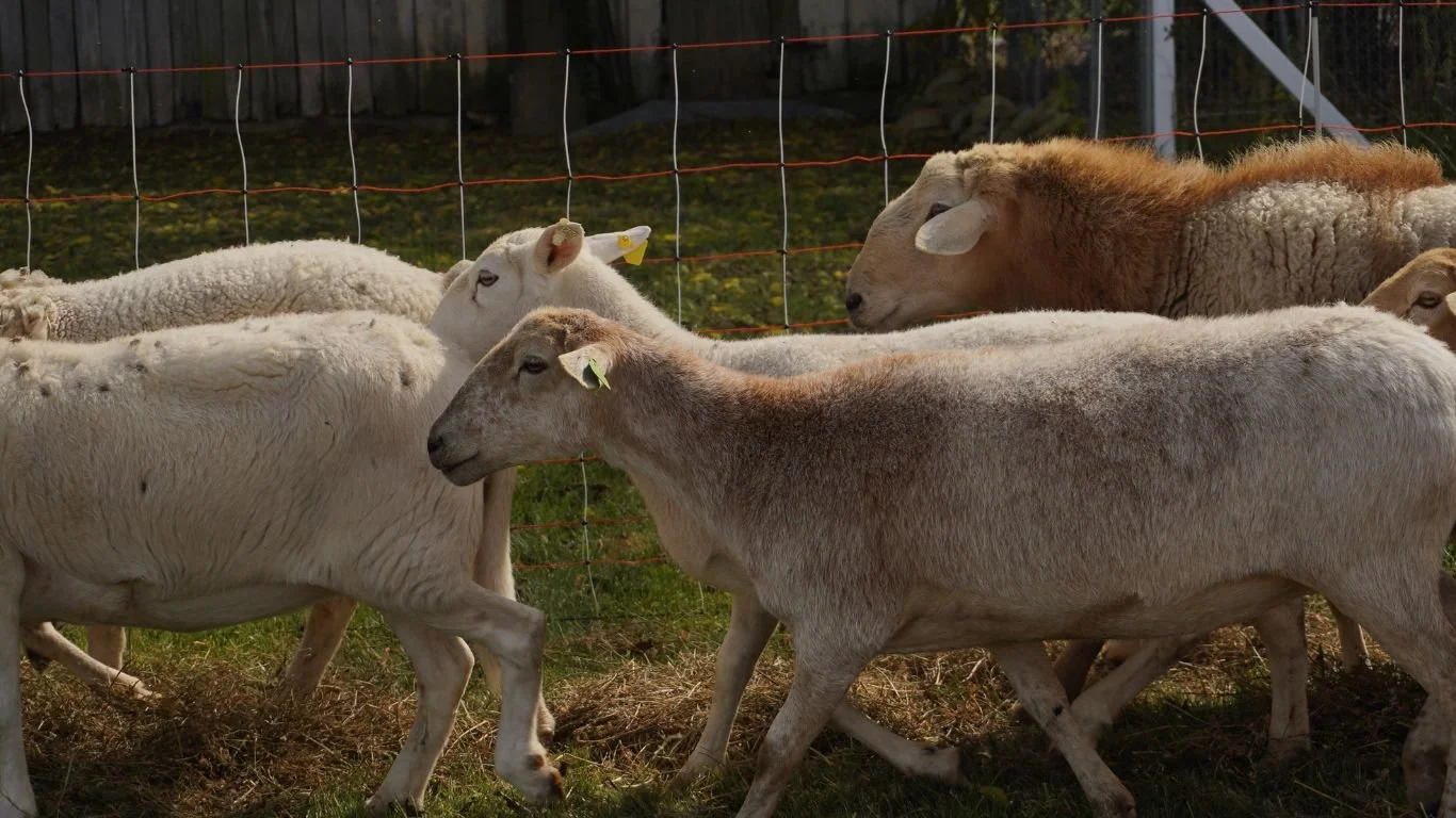 Sheep grazing around the paddock