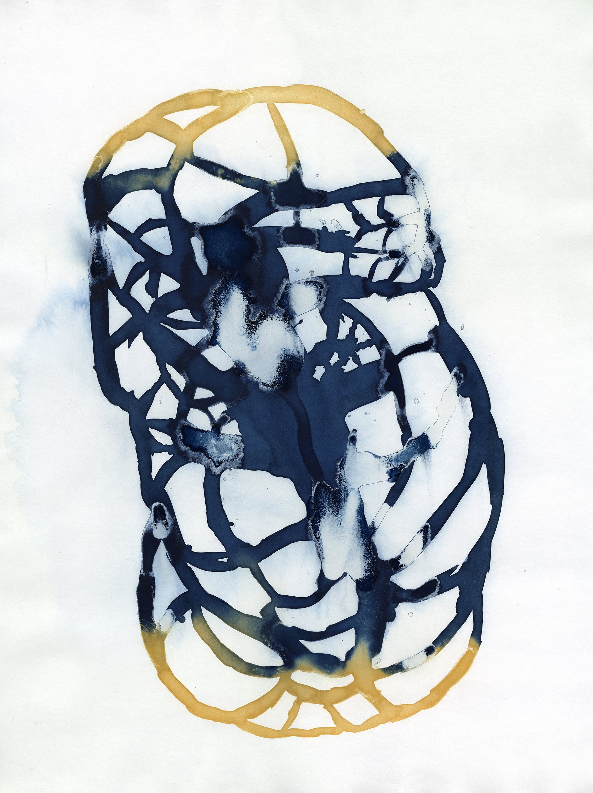 Alveoli, 22" x 30", Cyanotype on Watercolor Paper, 2026