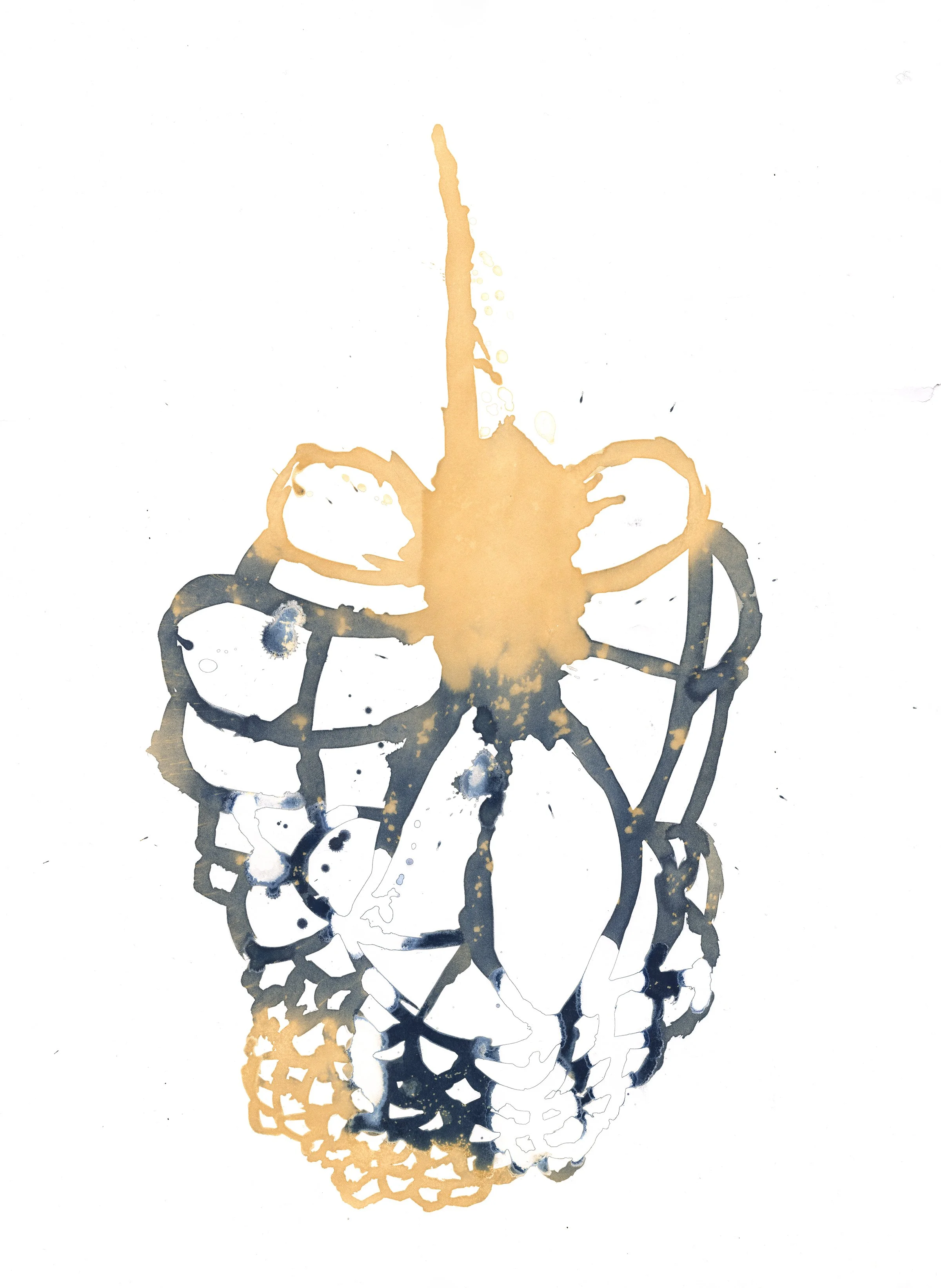 Blackberry, 22" x 30", Cyanotype on Watercolor Paper, 2026