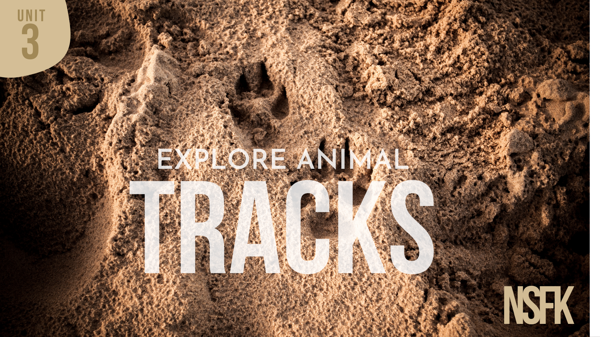 Week 3 - Animal Tracks