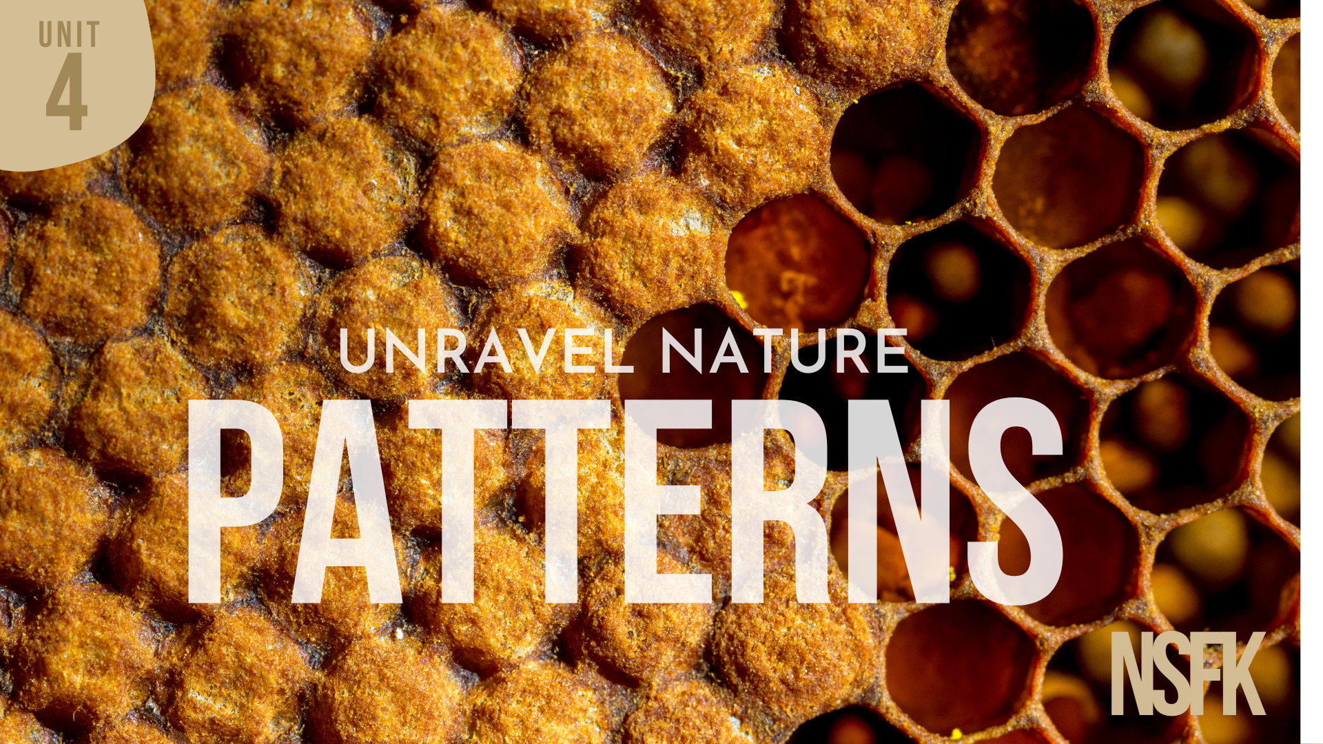 Week 4 - Nature Patterns