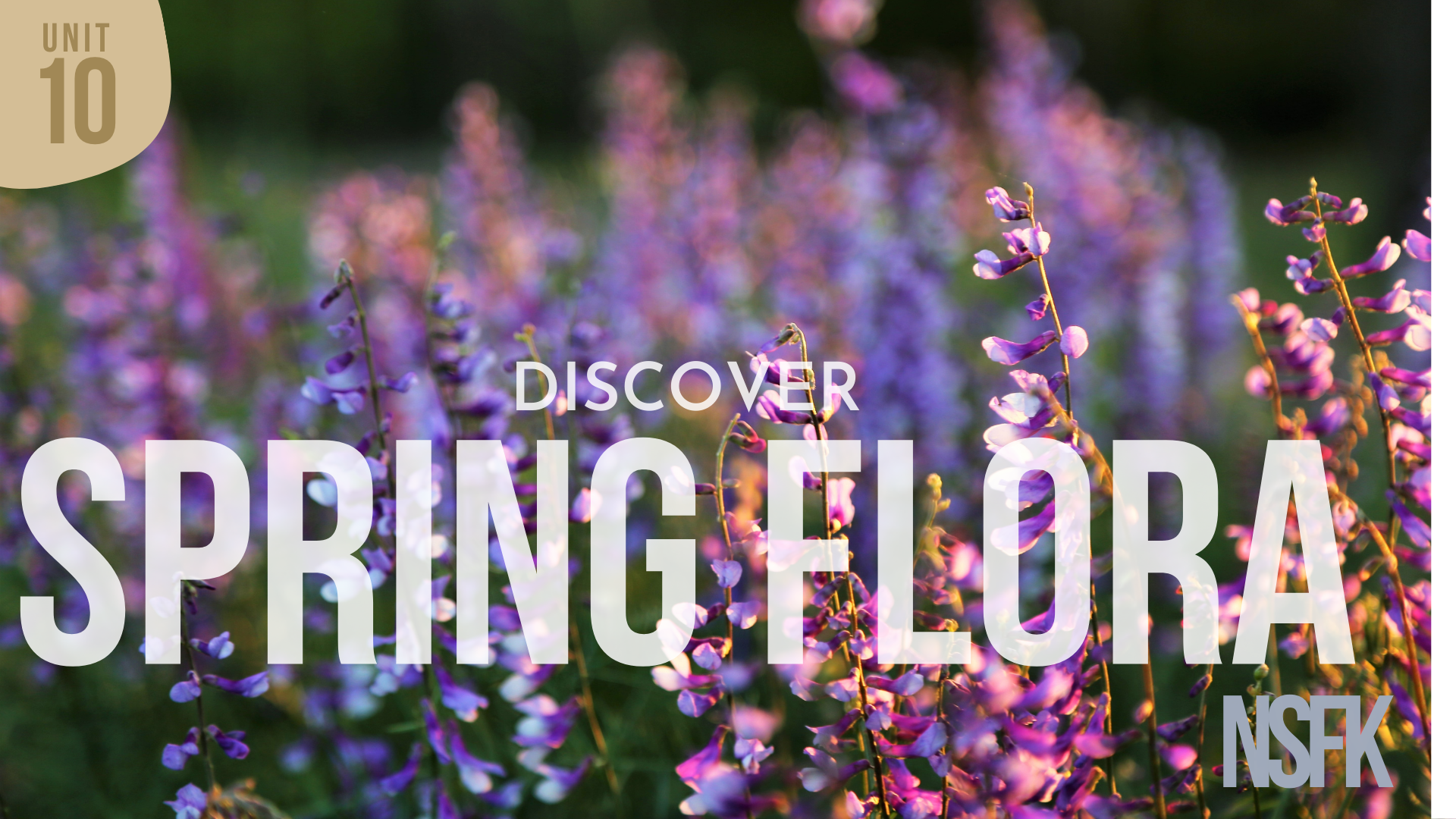 Week 10 - Spring Flora