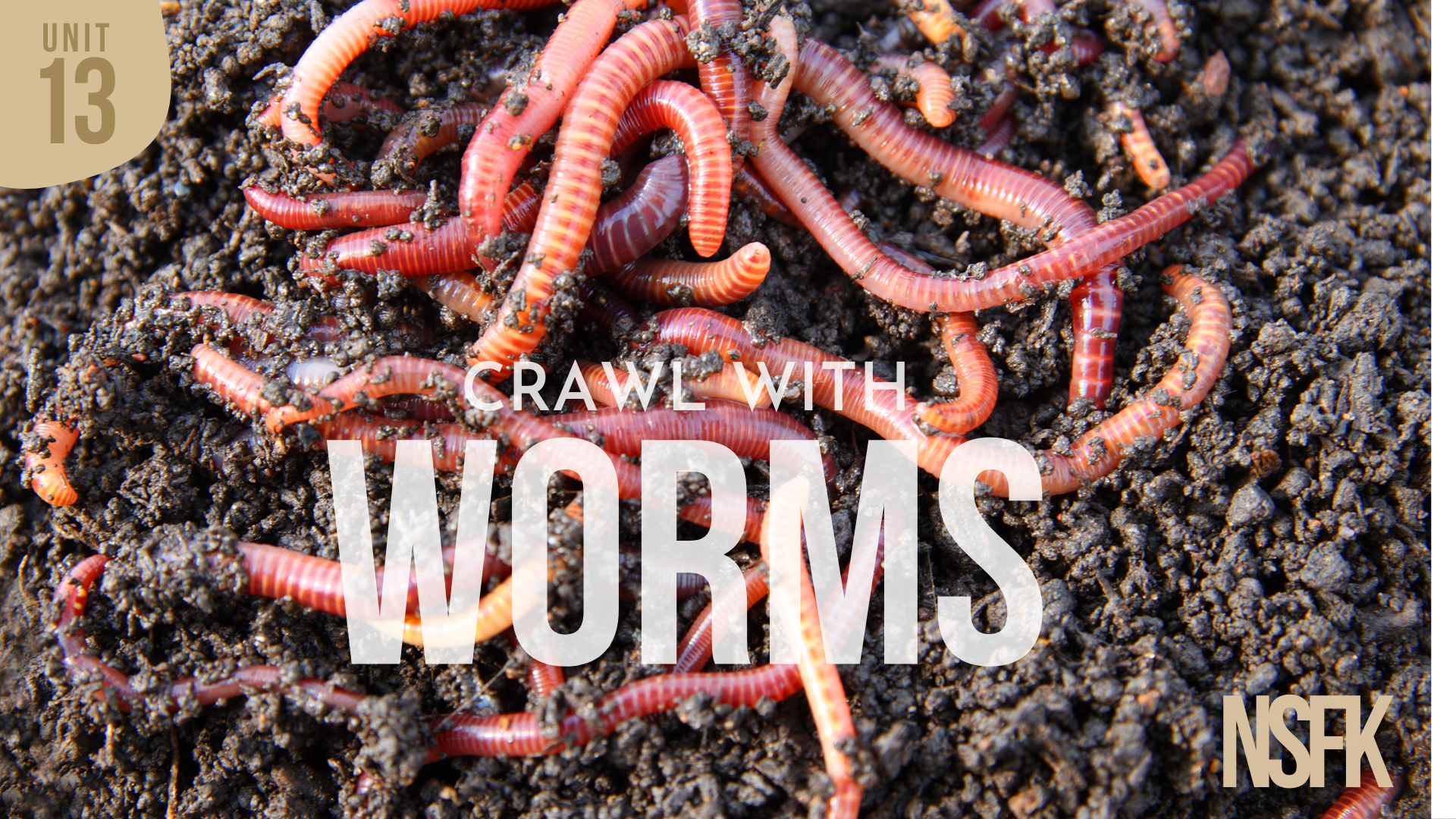 Week 13 - Worms