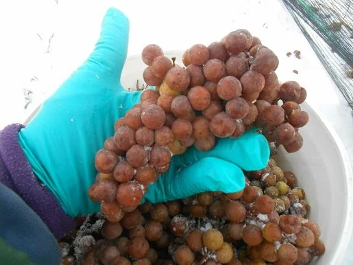 icewine harvest.JPG