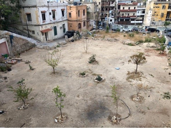 The first plants and trees of Laziza park.