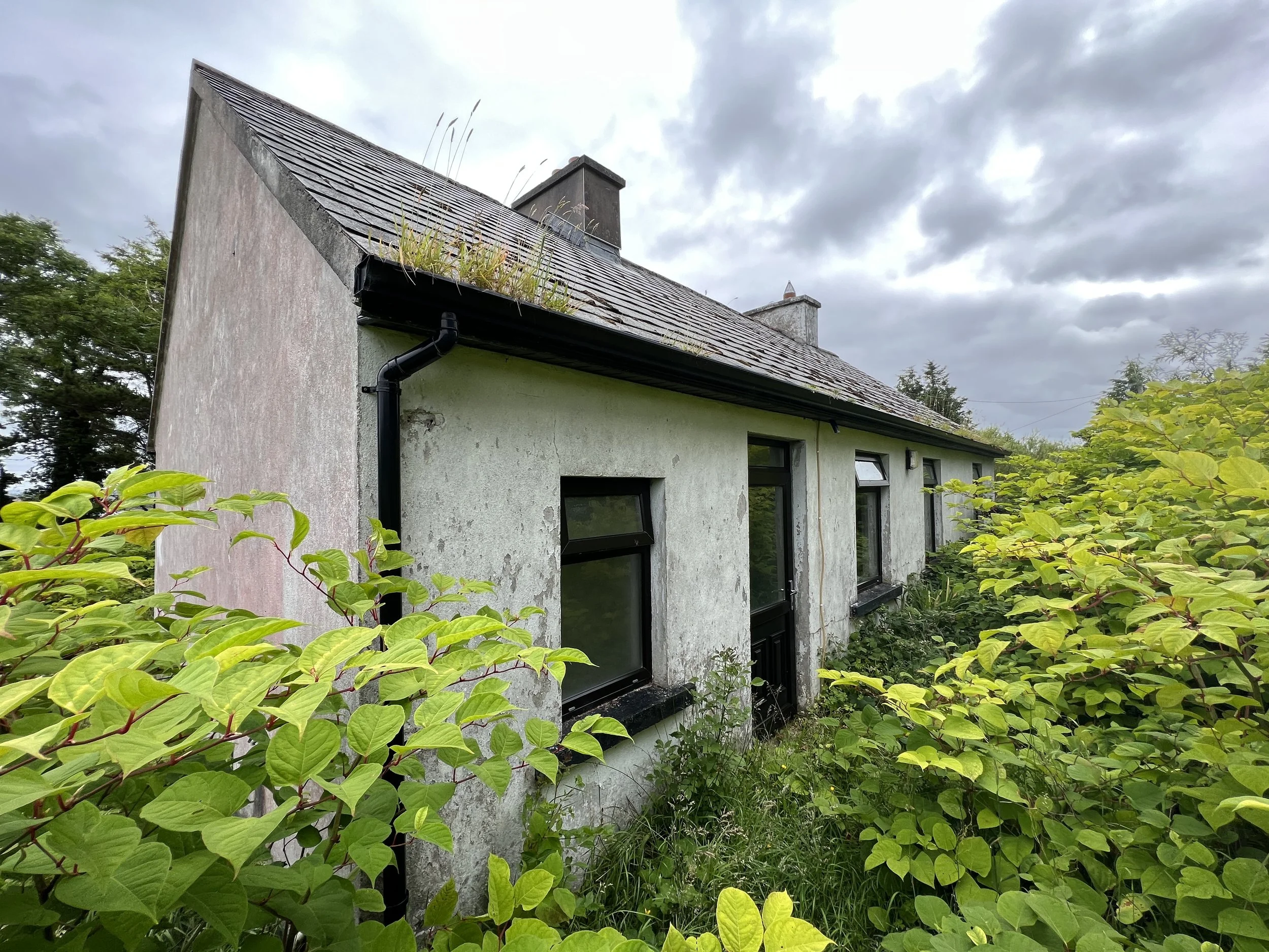 Japanese Knotweed plant beside a house