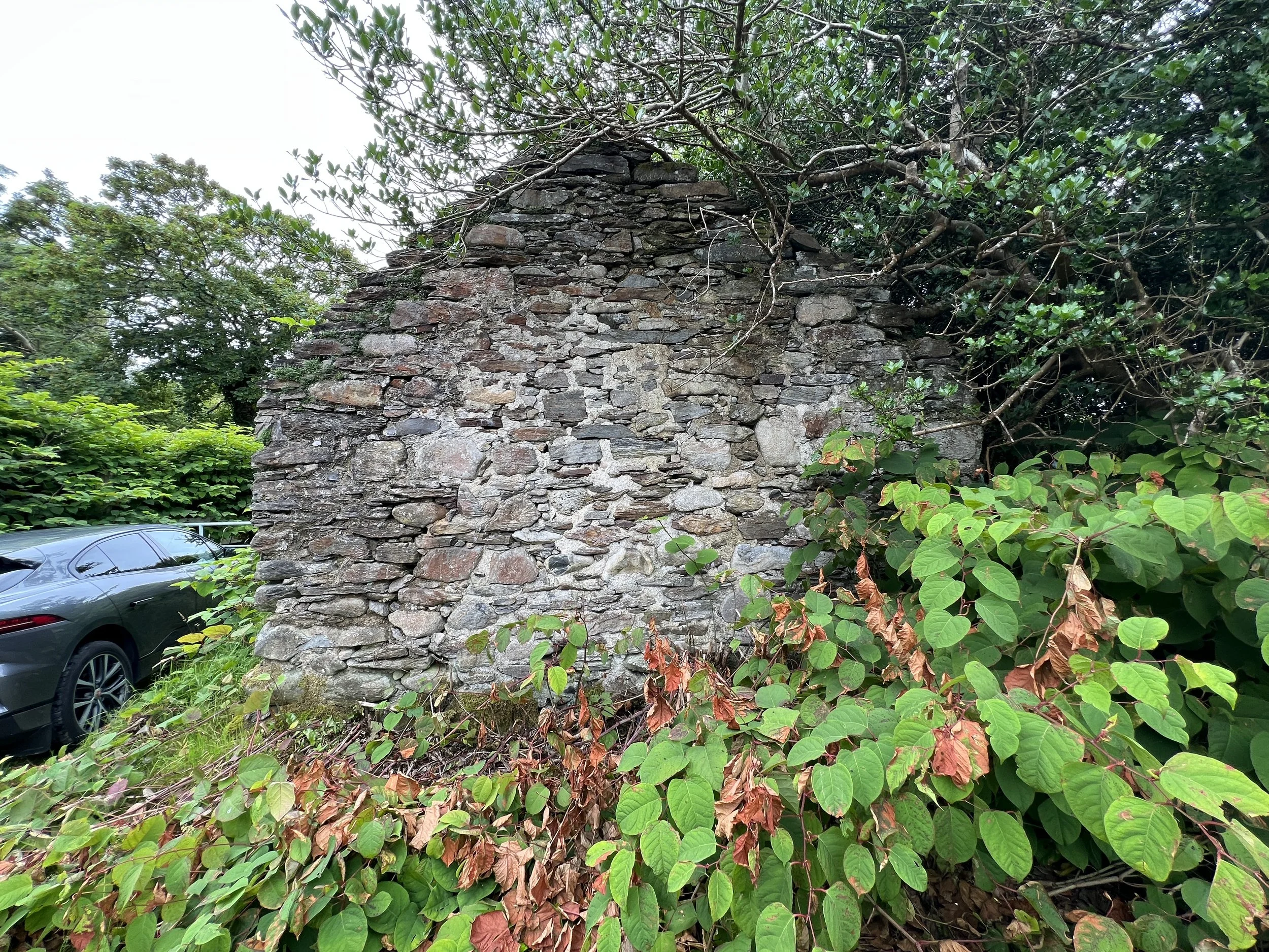 The impact of Japanese knotweed in Galway &amp; Mayo homes in 2027