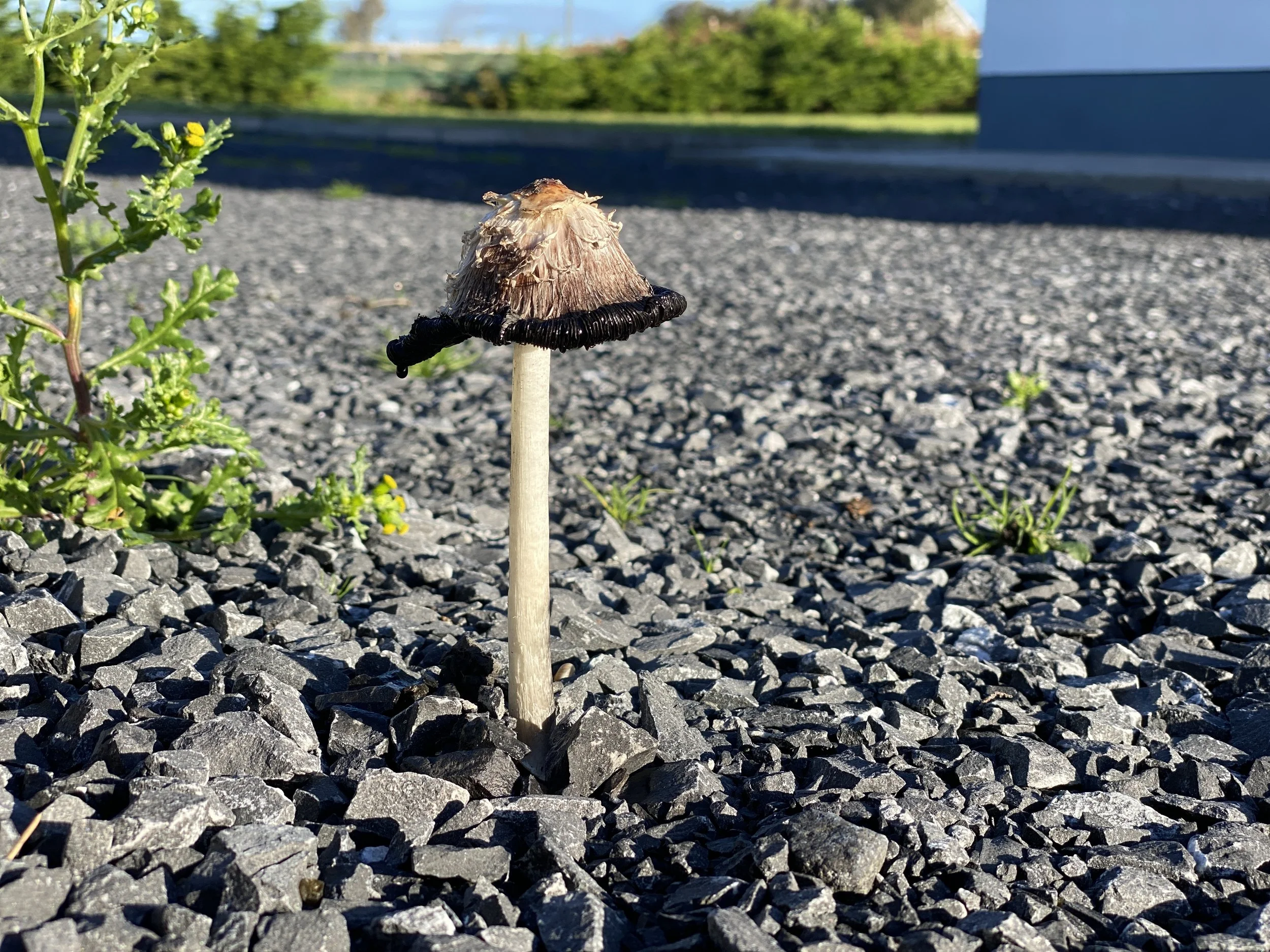 mushroom-galway-my-engineer-ltd.JPG