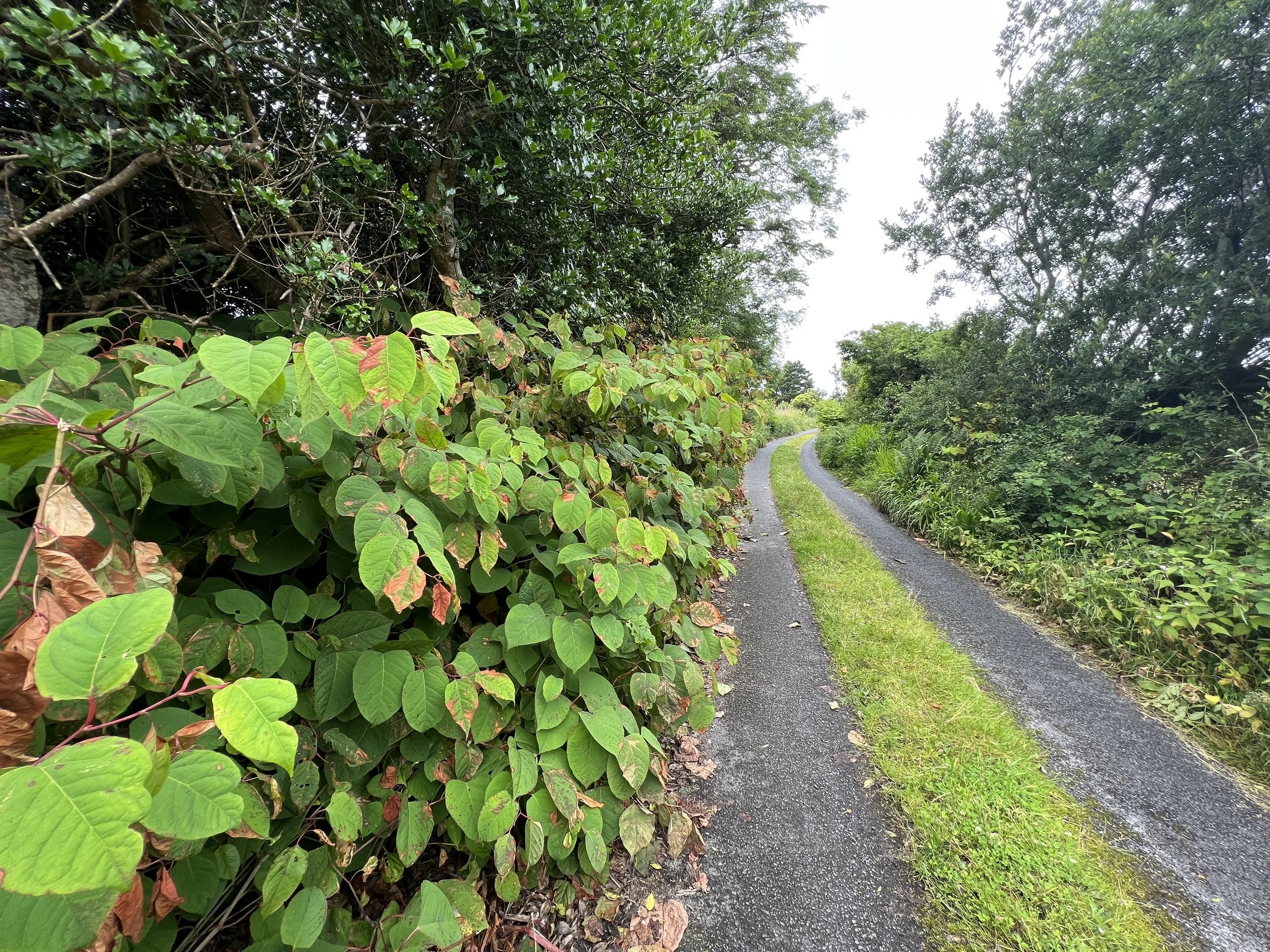 Knotweed to the side of a public road