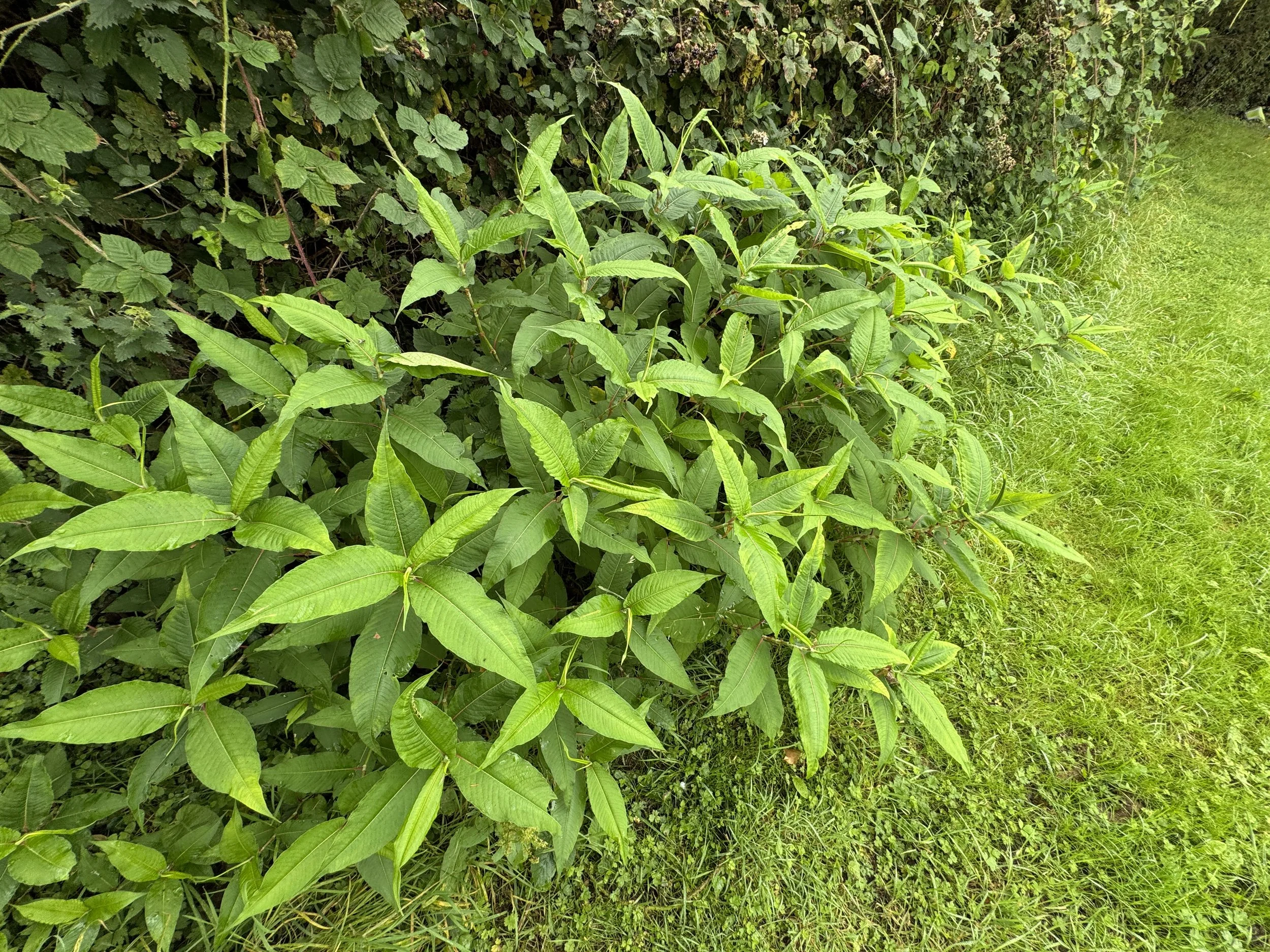 Himalayan knotweed in a garden