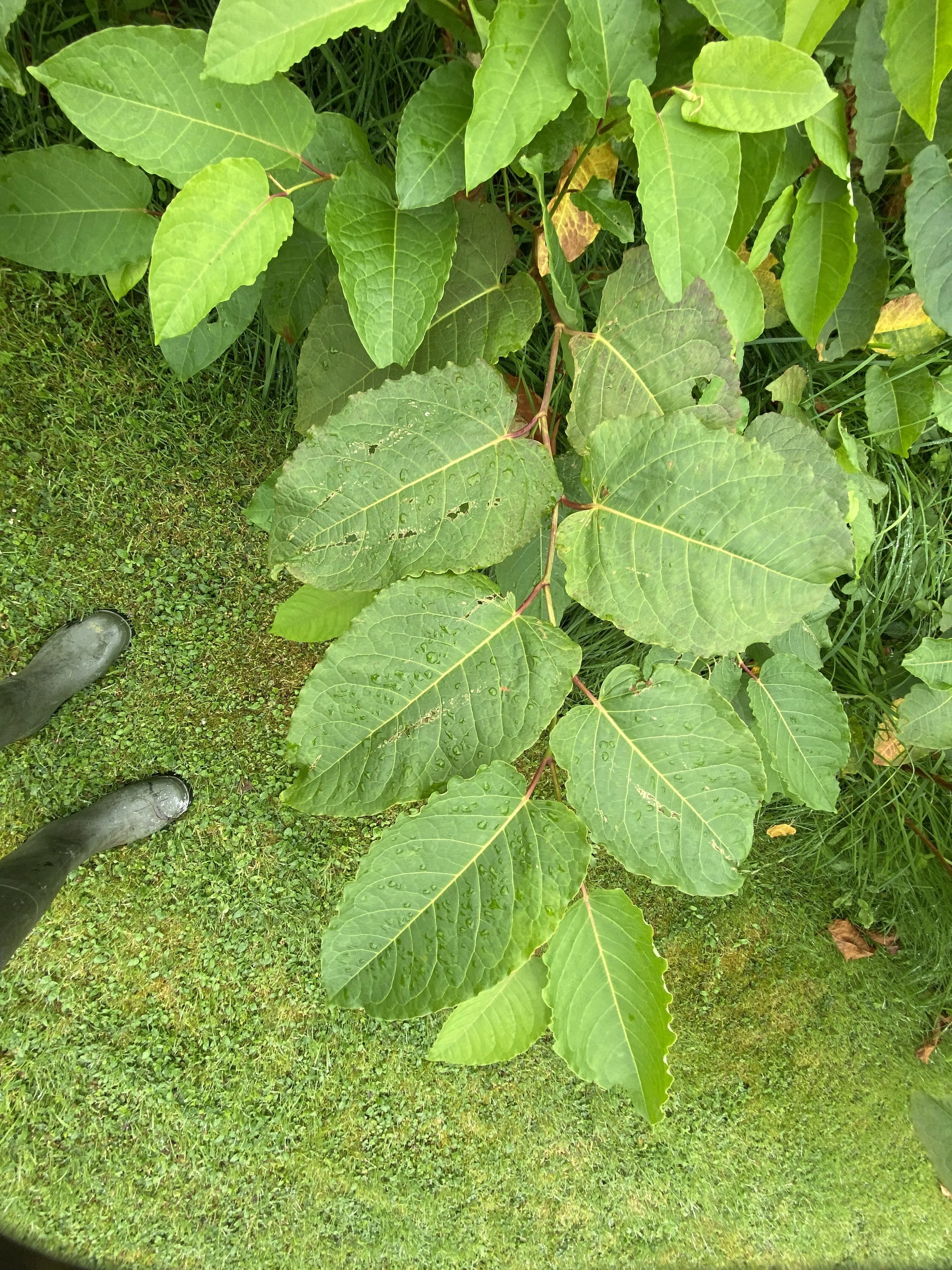 Giant Knotweed beside grass in Galway