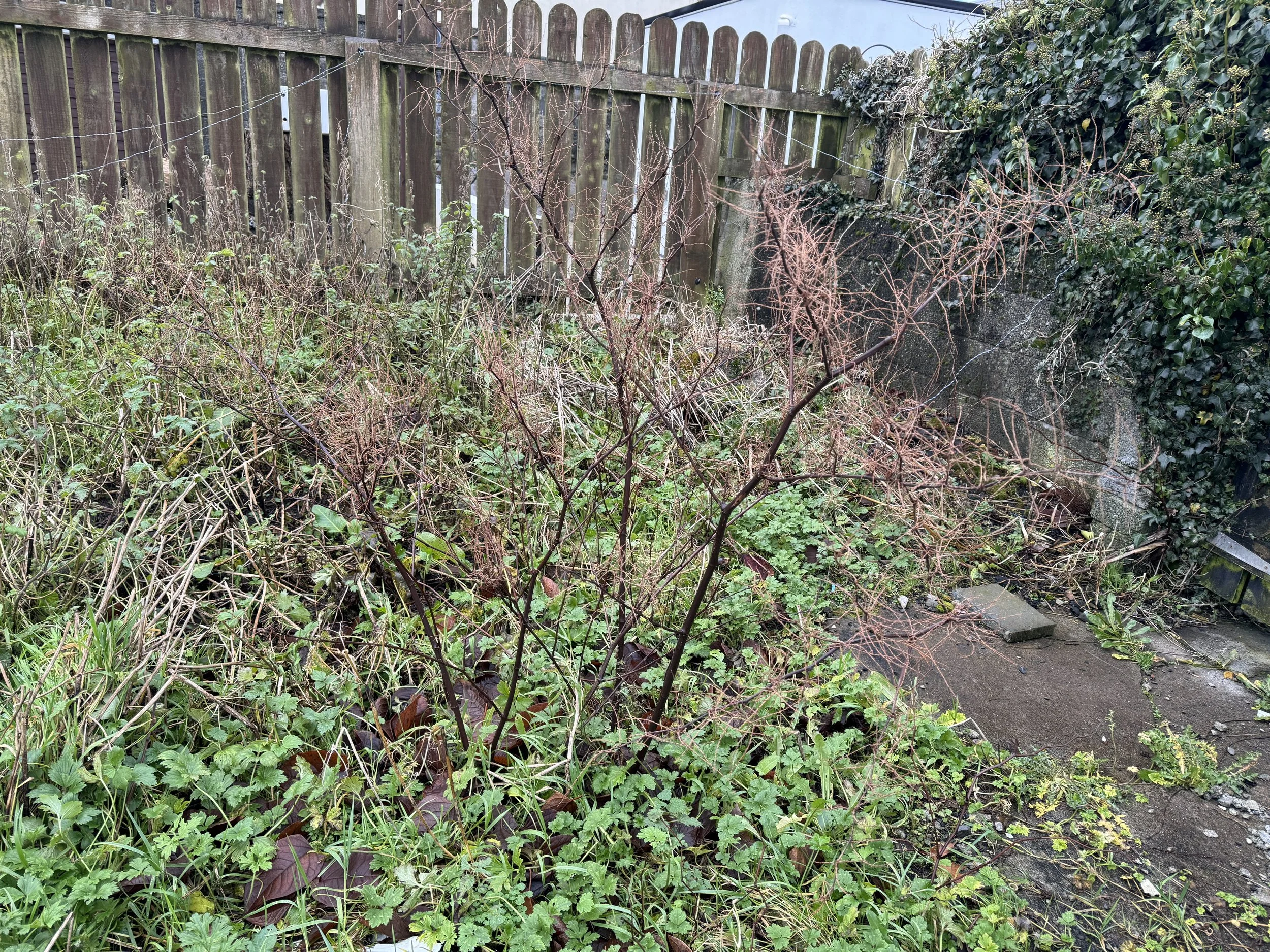 Dead knotweed in a garden