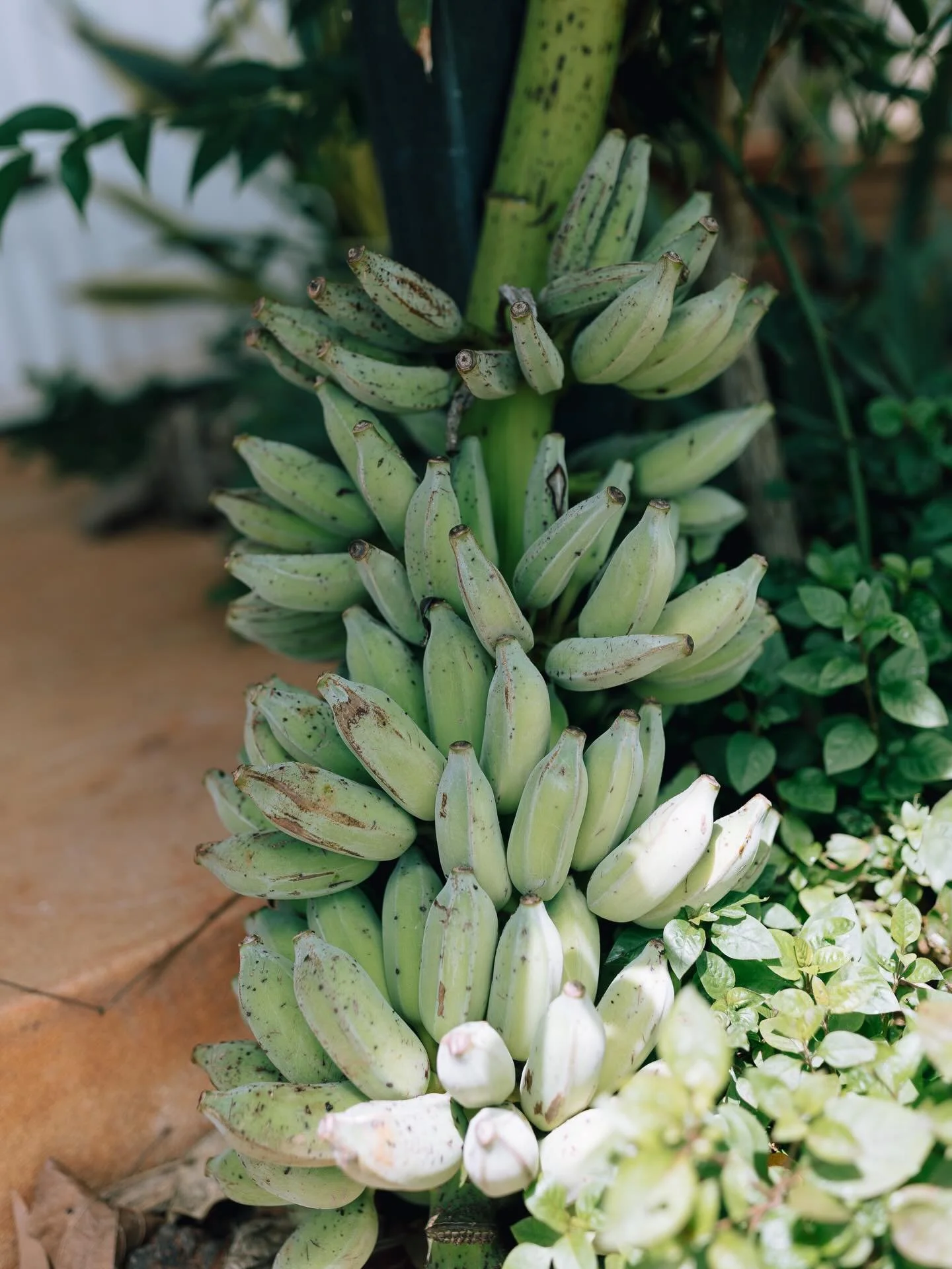 Growing your own food is fun 💙