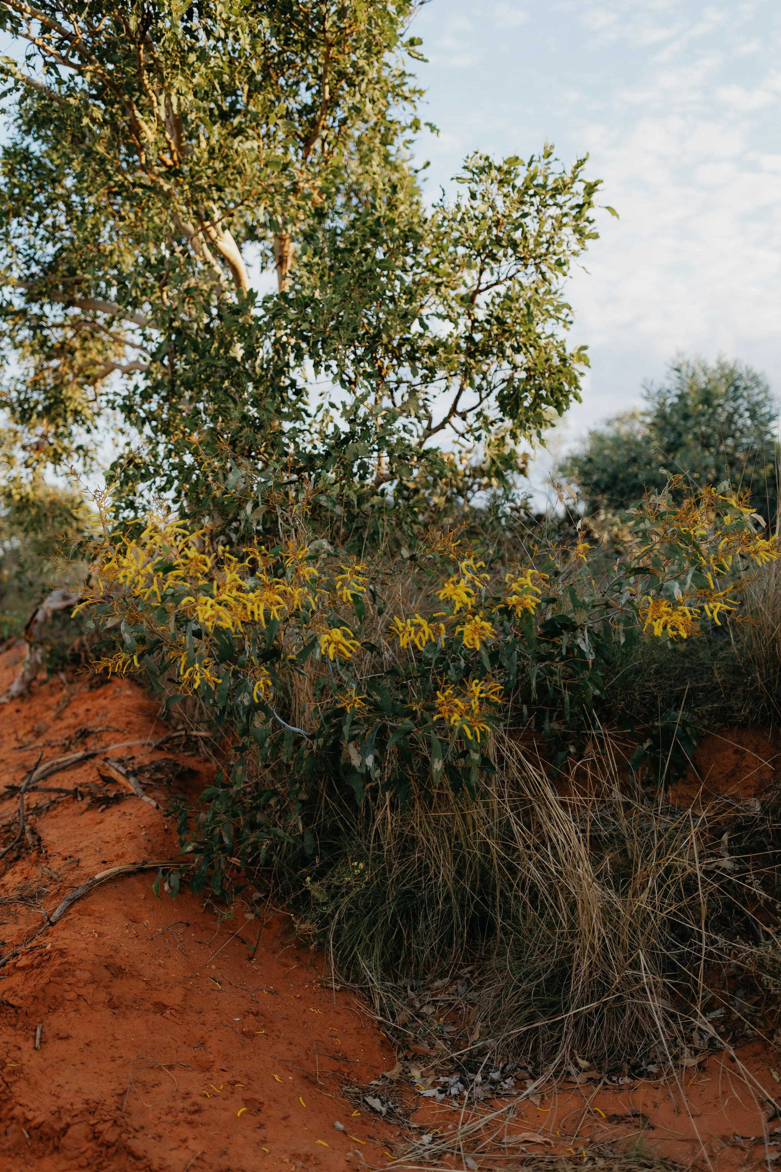 Rach+Stefan-sneakpeeks-39.jpg