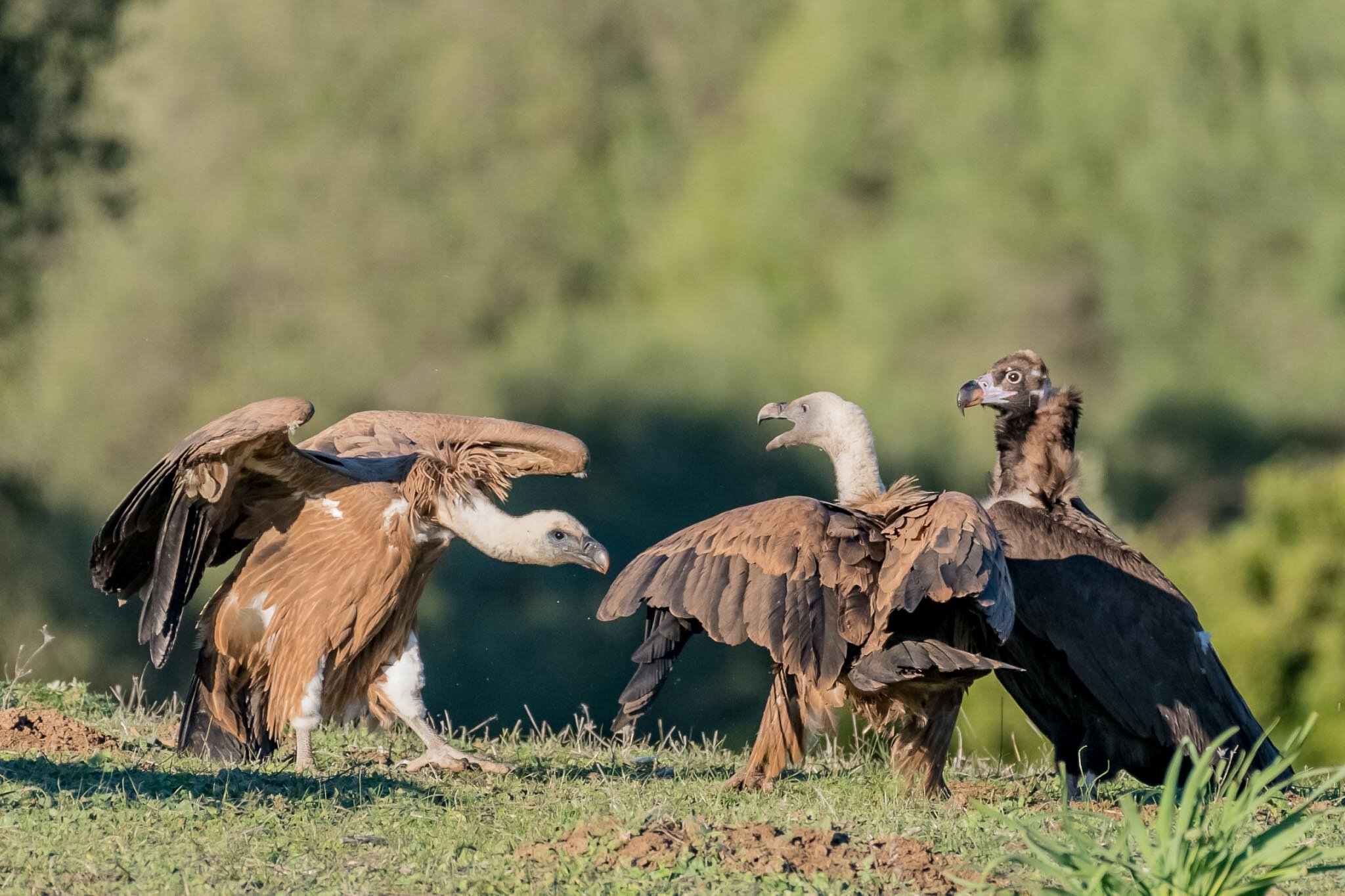 Vultures PNFilm-0125.jpg