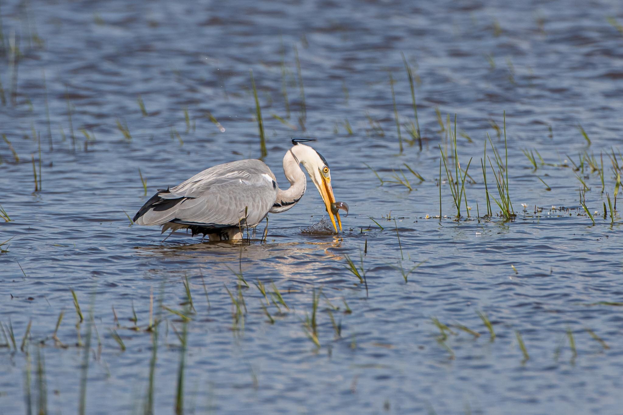 Doñana-3366.jpg