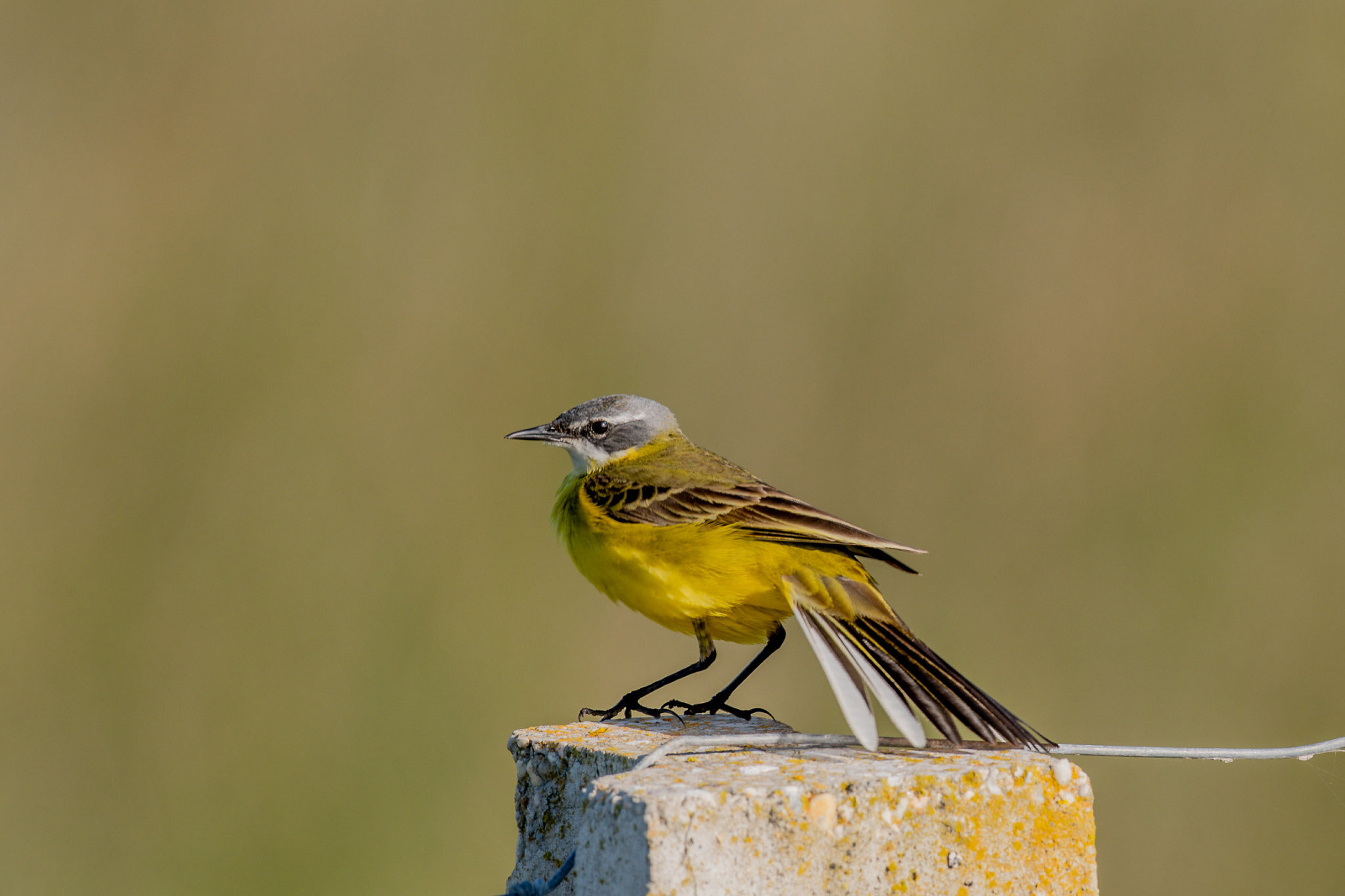 Doñana0419-321.jpg