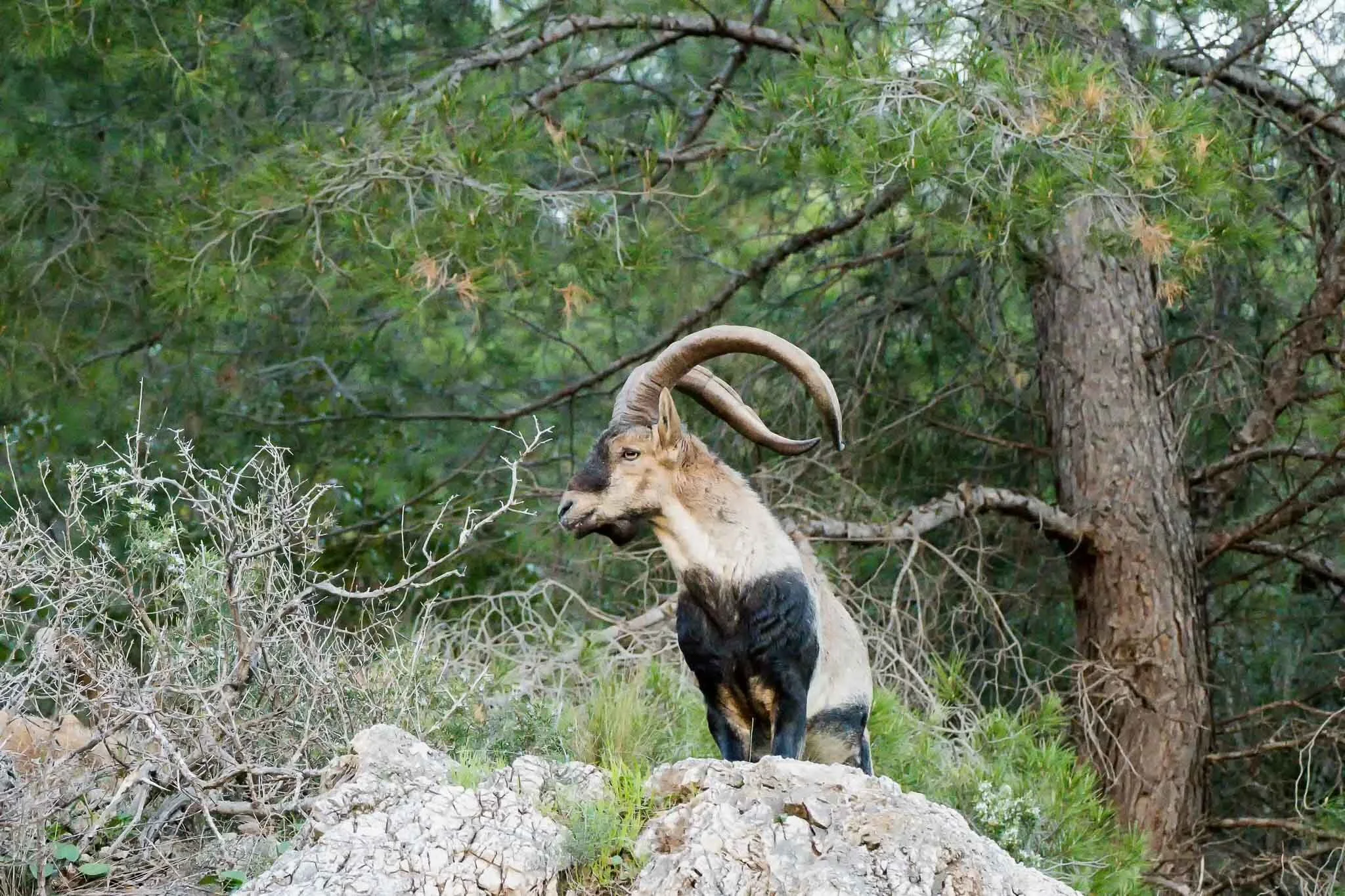 Ibex18-462-Edit.jpg