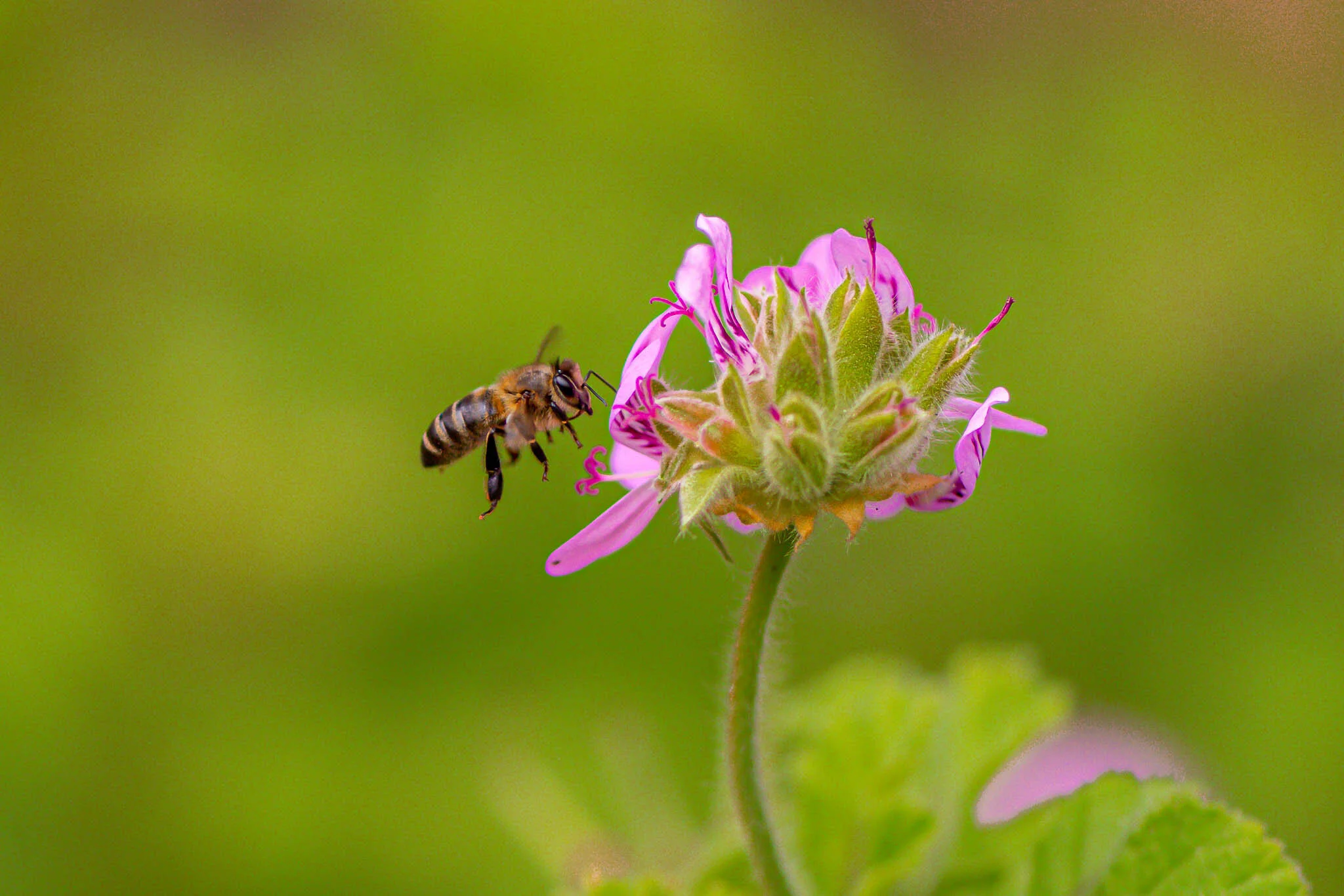 Macro-2151.jpg