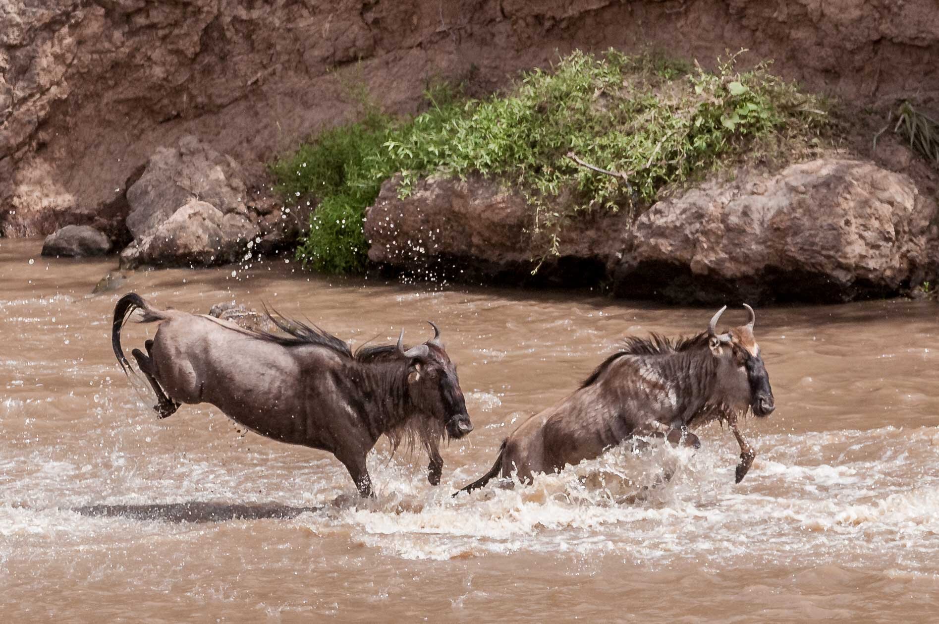 Masai Mara-3519.jpg