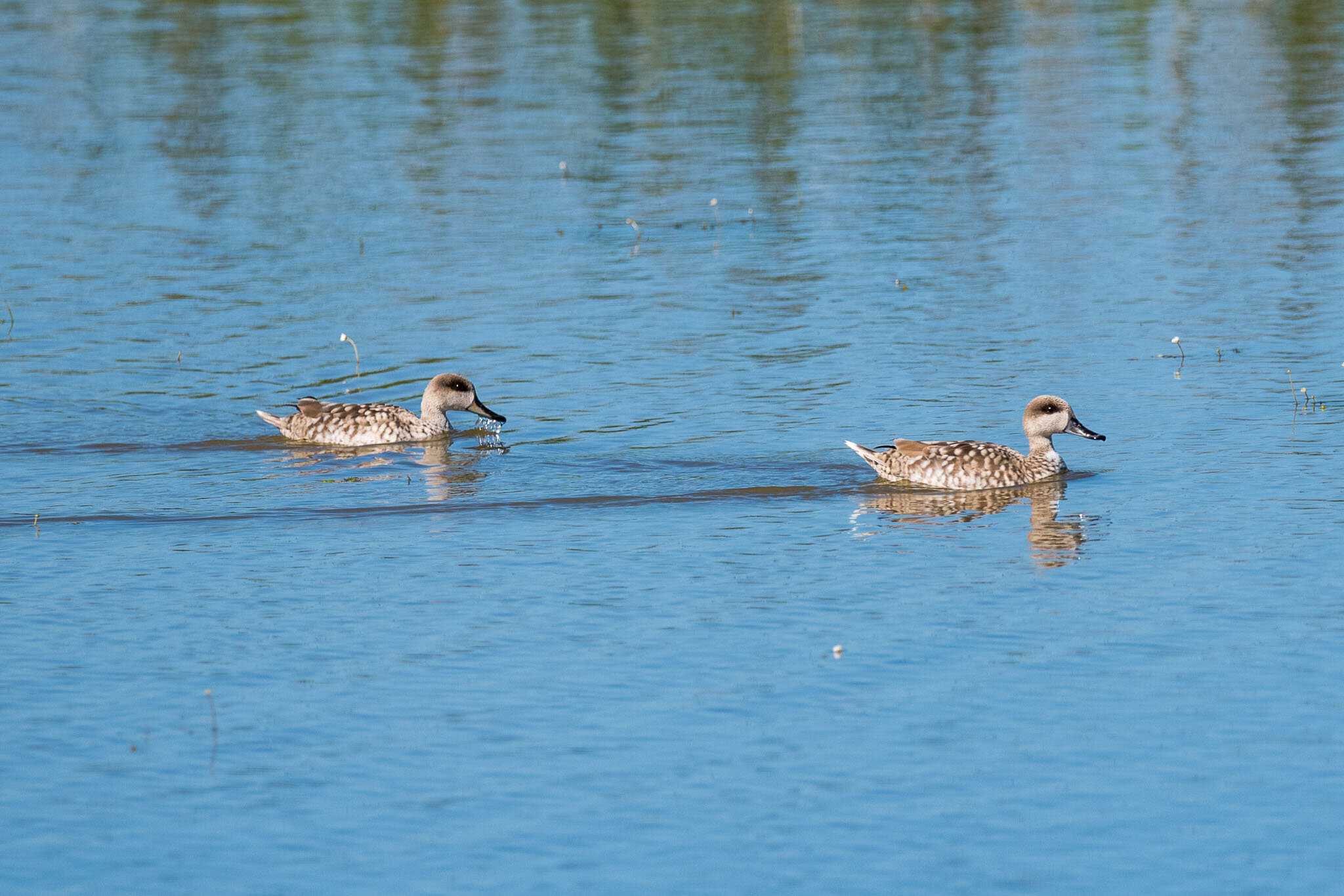 Doñana-5116.jpg