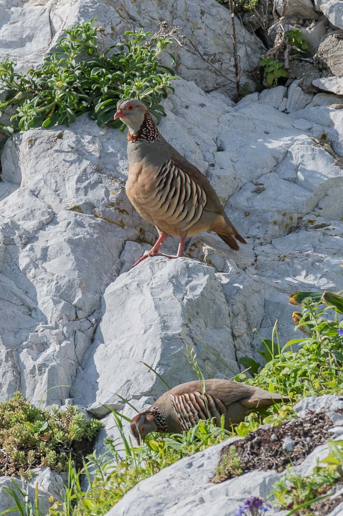 Barbary Partridge-5036.jpg