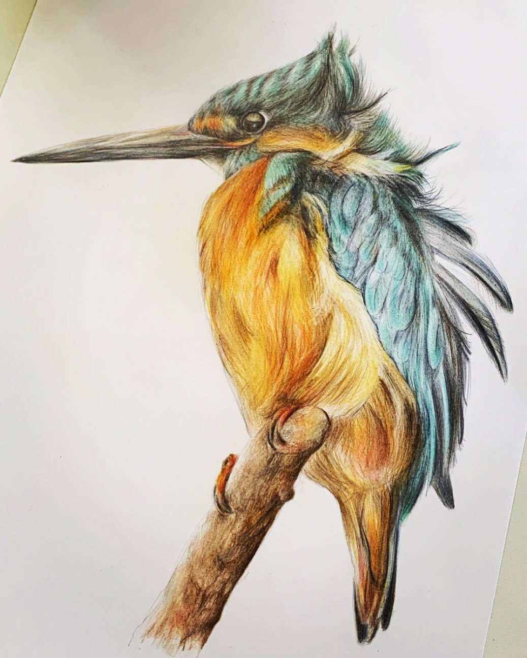 Kingfisher