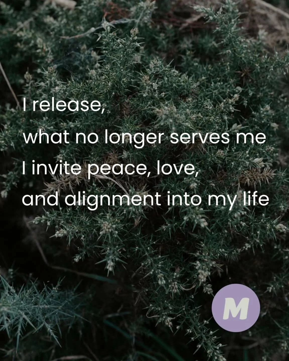 Nature is releasing. Maybe it&rsquo;s your time too.&rdquo; 🍂 

As the trees let go of their leaves, they remind us that release isn&rsquo;t an ending, it&rsquo;s a vital part of the cycle of growth. The fallen leaves become nourishment for the soil
