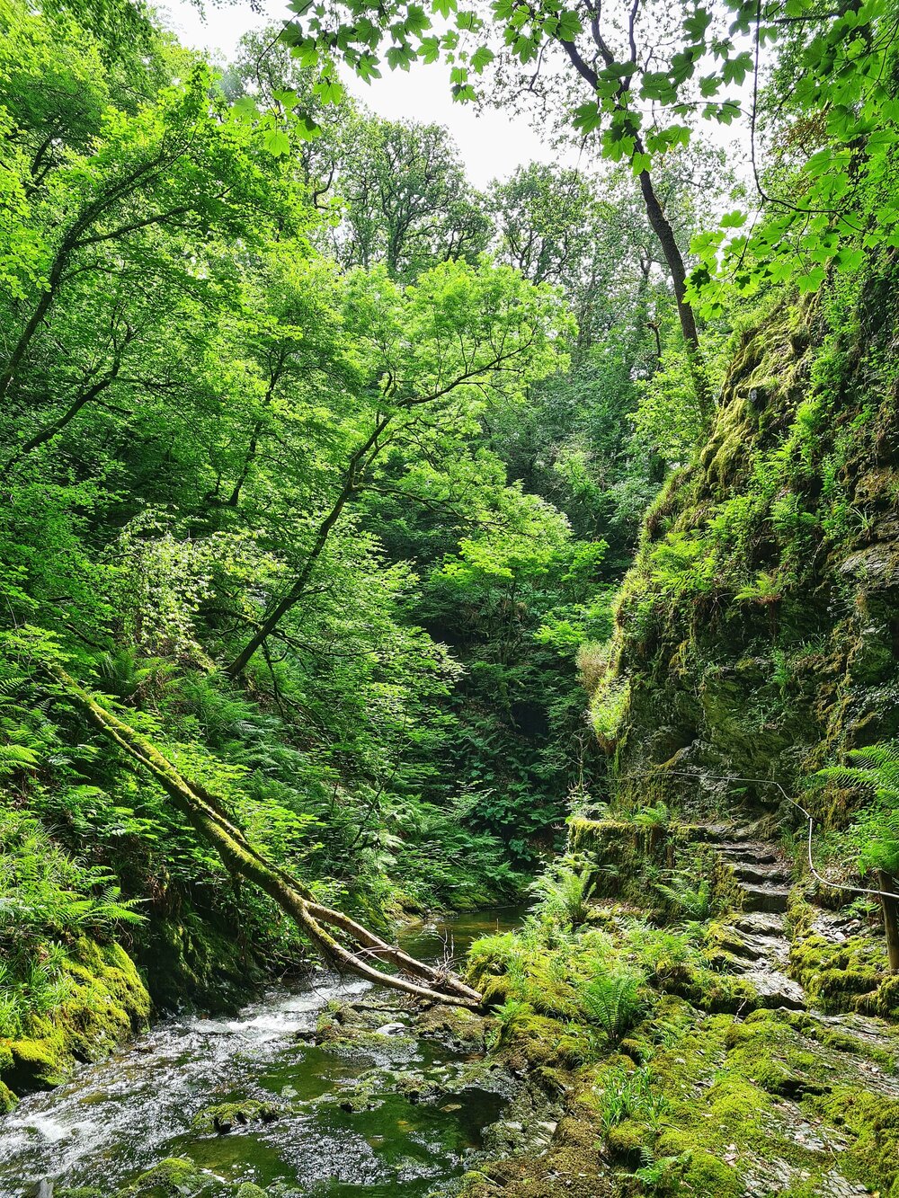 Lynford Gorge 1.jpg