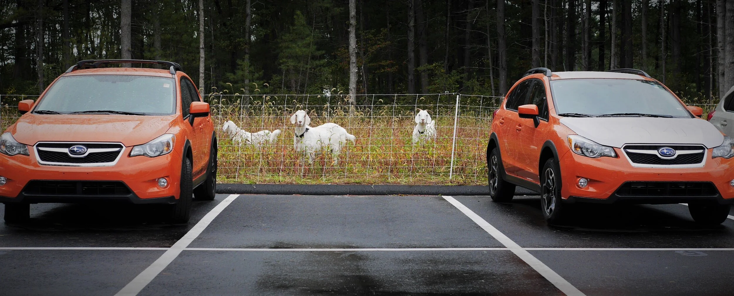 Goatscaping Full Resolution.JPG