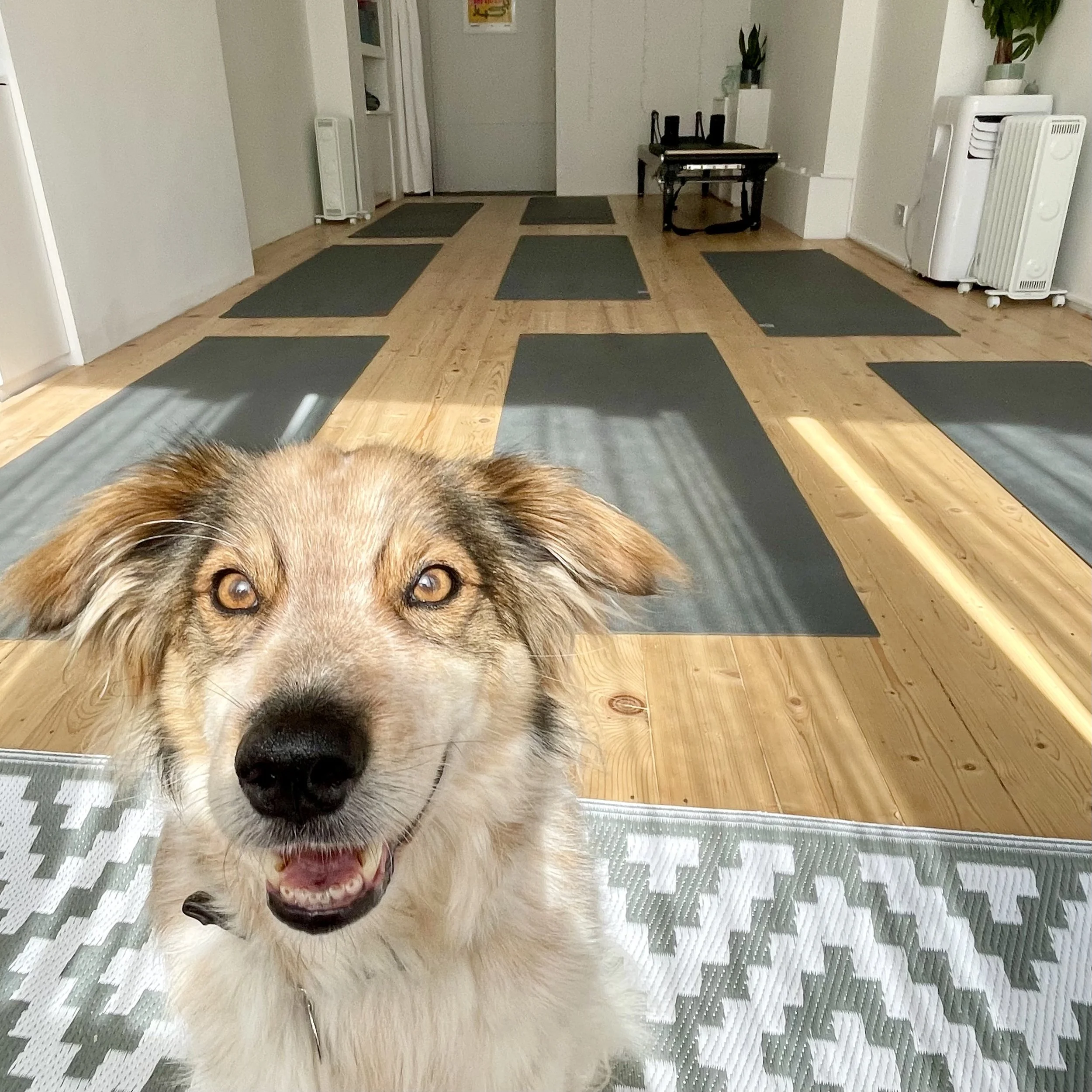A happy dog with a smiley face sitting on a yoga mat indoors, with multiple yoga mats laid out on a wooden floor in the background.