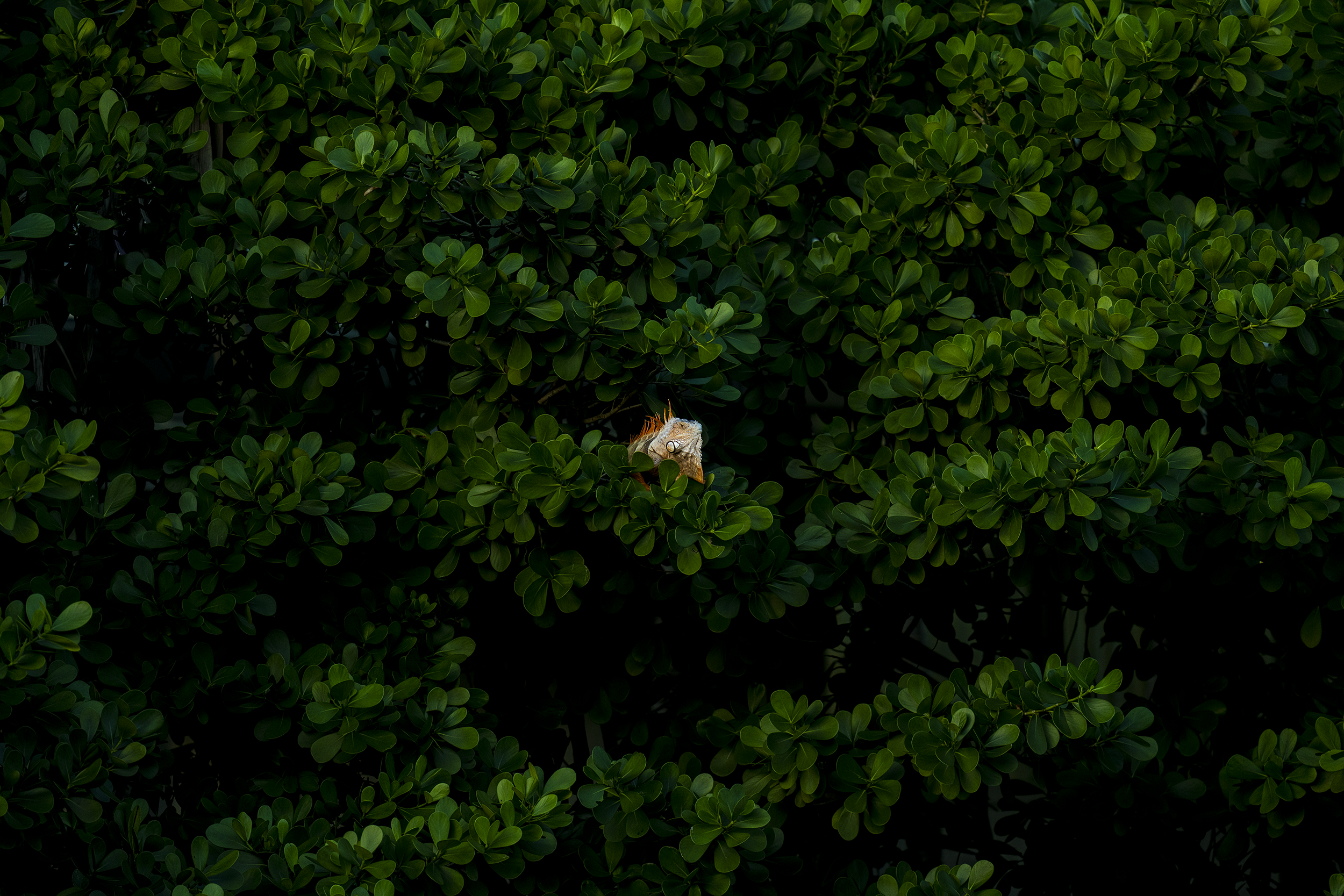 Camouflage